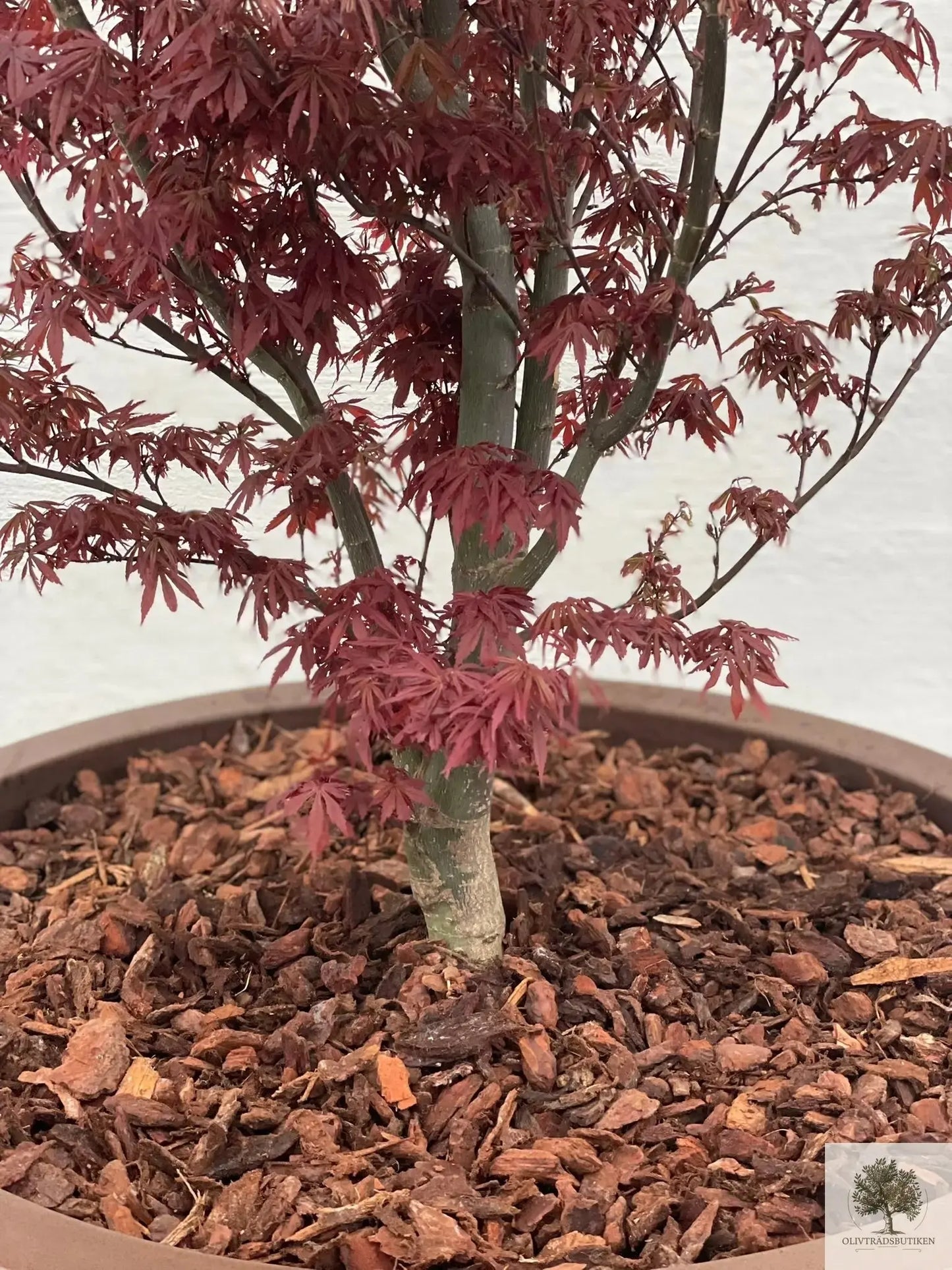 Japansk lönn rödbladig - stort exemplar - Acer palmatum Fireglow - 220 cm Olivträdsbutiken