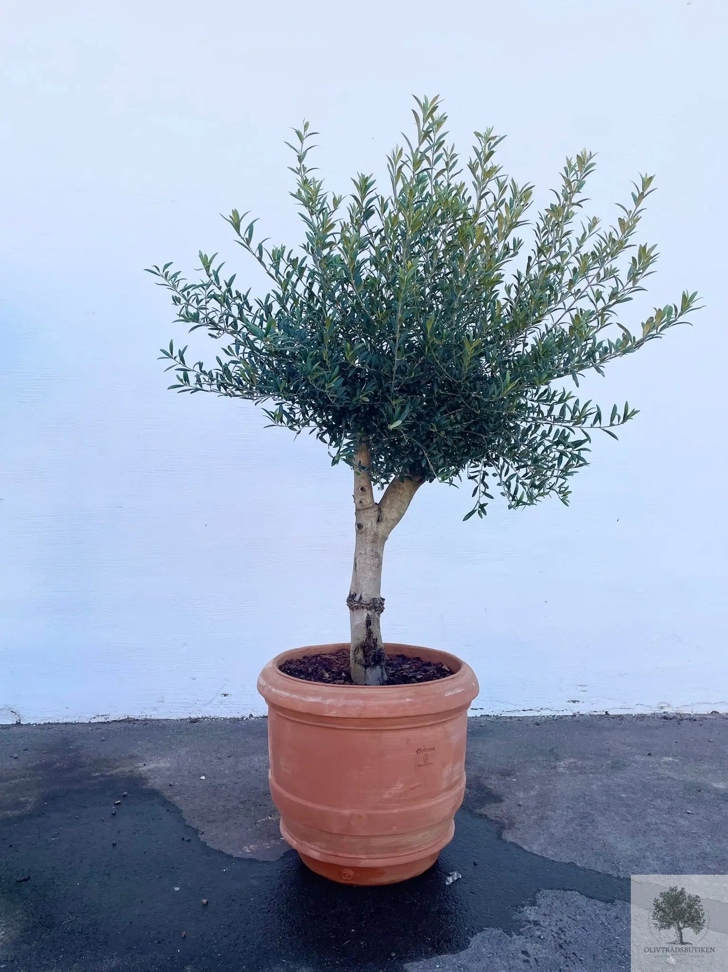 Olivträd 8 år - 200 cm höjd - 20 cm stam - 70 cm krona Olivträdsbutiken