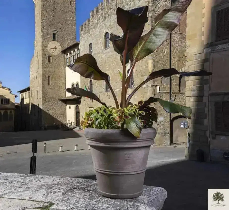 Kruka Terrakotta Grå - Toscana - 60 cm diameter - 50 cm höjd Olivträdsbutiken