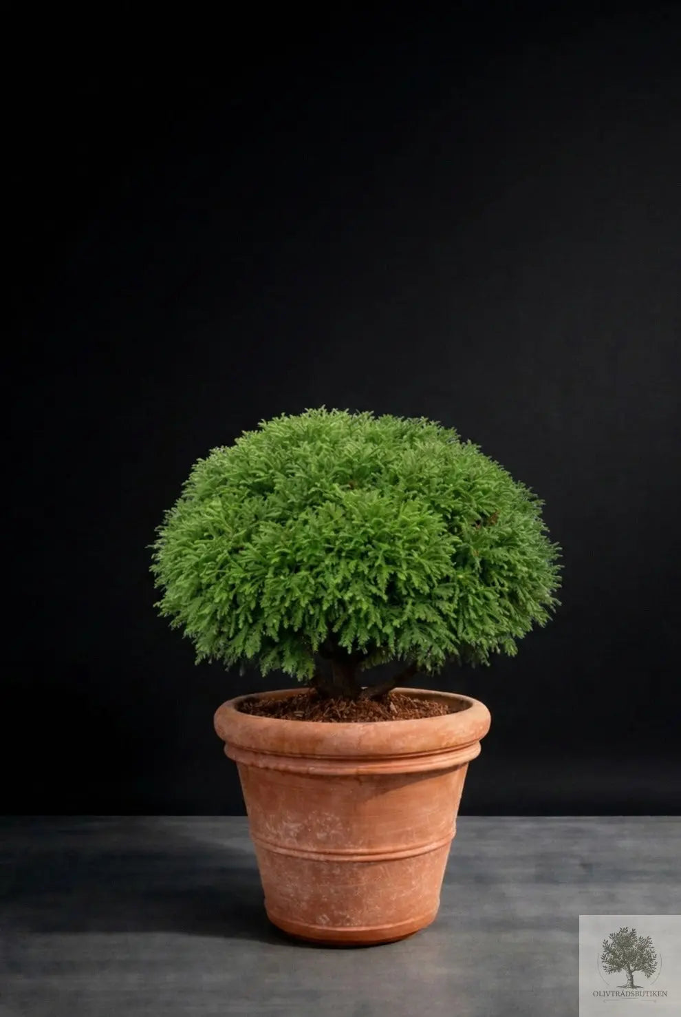 Kruka Terrakotta - Siena - 51 cm diameter - 45 cm höjd Olivträdsbutiken