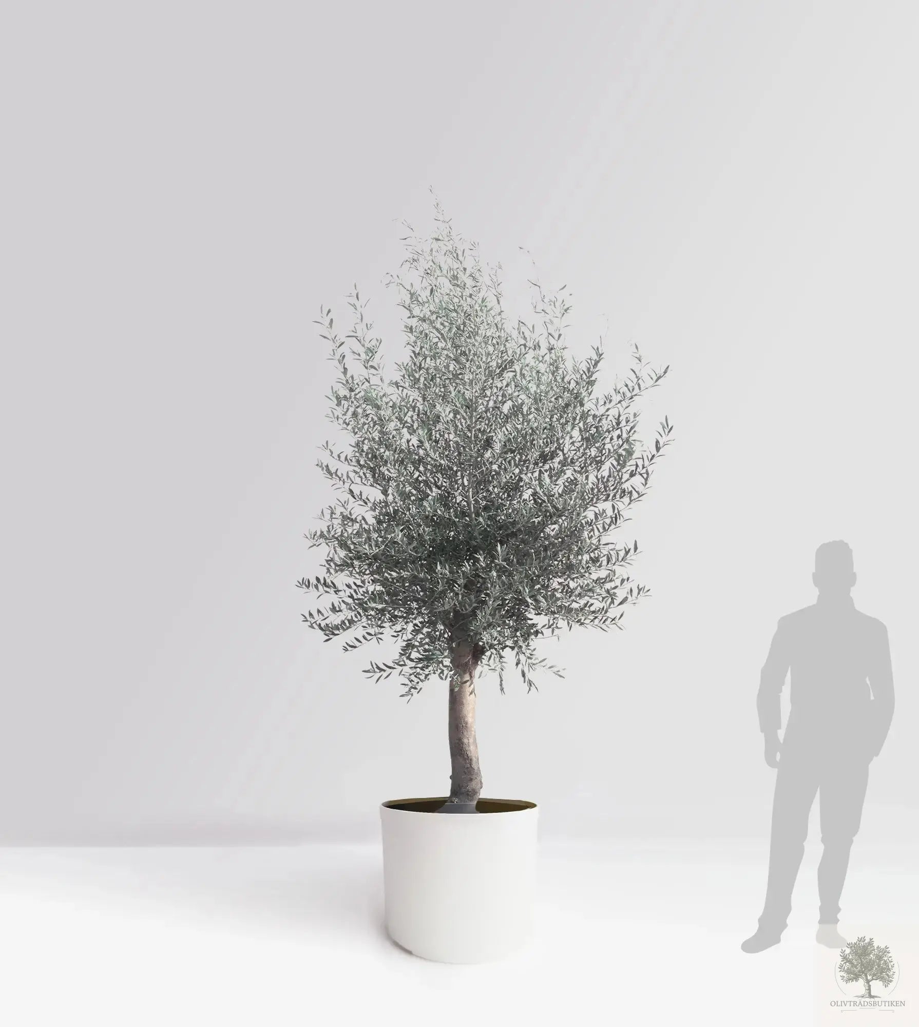Olivträd 10 år - 170 cm höjd - 25 cm stam - 70 cm krona Olivträdsbutiken