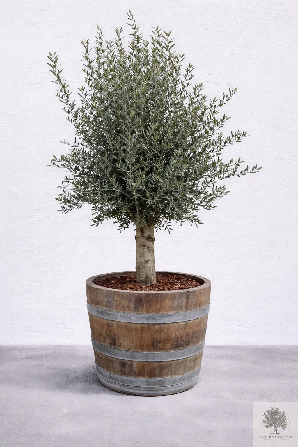 Olivträd 35 år - 230 cm höjd - 50 cm stam - 110 cm krona