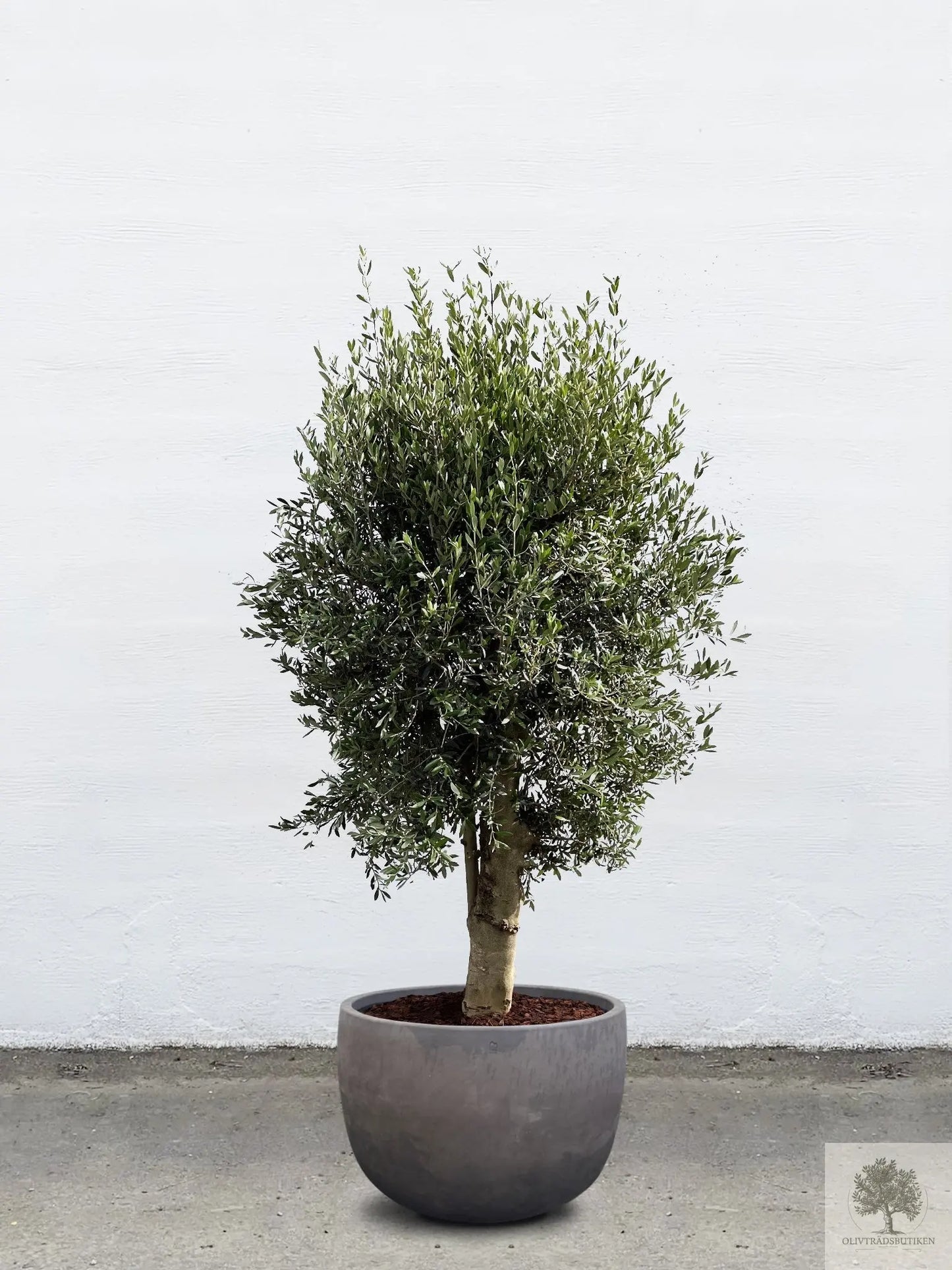 Terrakottakruka - grå brun - Låg rund - 64-120 cm Olivträdsbutiken