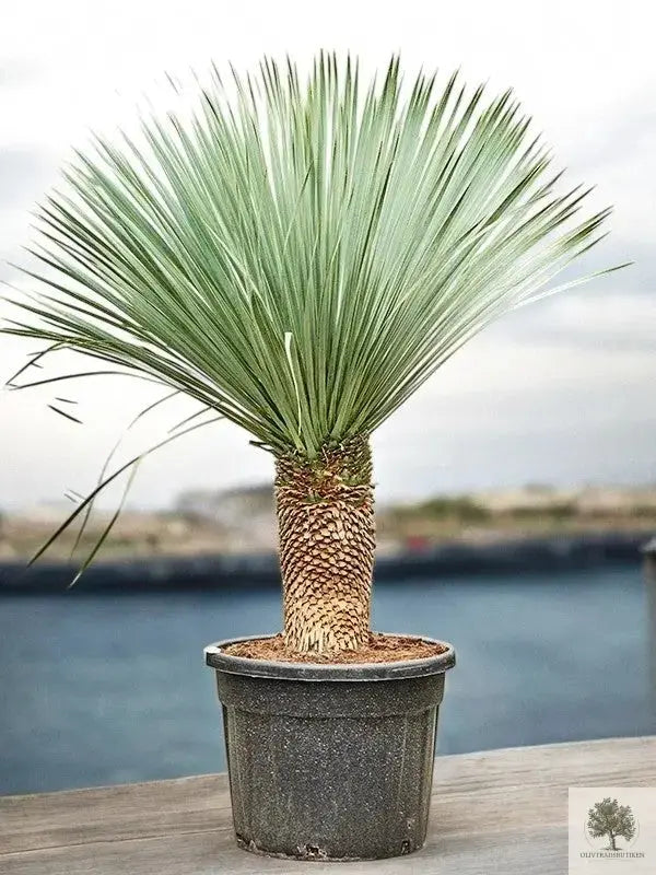 Yucca Rostrata - Palmlilja - 150cm hög Olivträdsbutiken