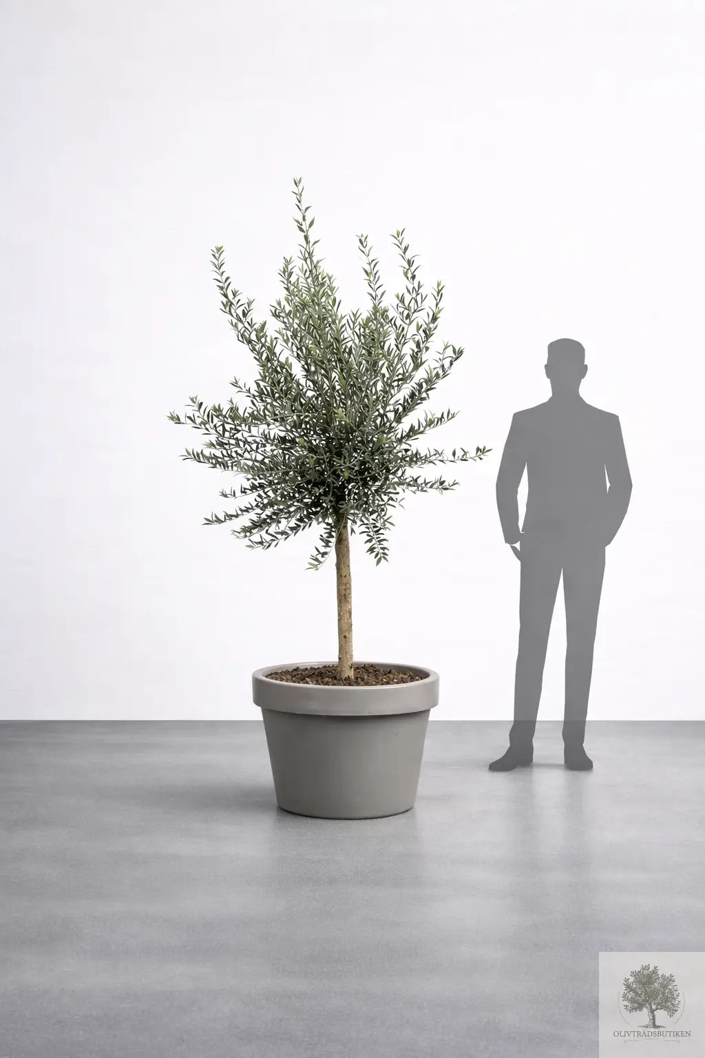 Olivträd 8 år - 200 cm höjd - 20 cm stam - 70 cm krona Olivträdsbutiken