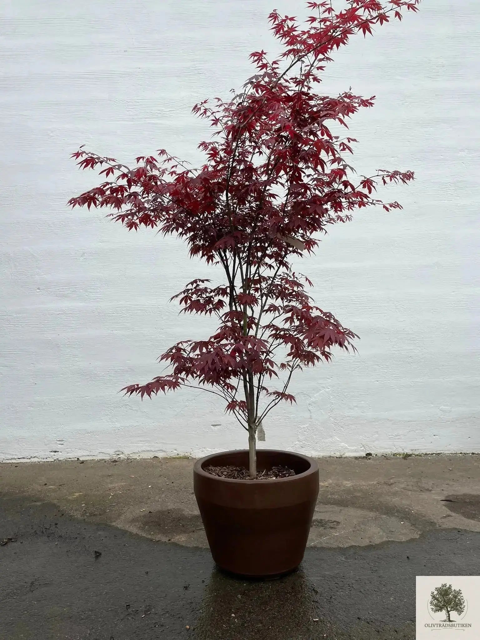 Japansk lönn rödbladig - Acer palmatum ‘Artropurpureum’ - 175 cm Olivträdsbutiken