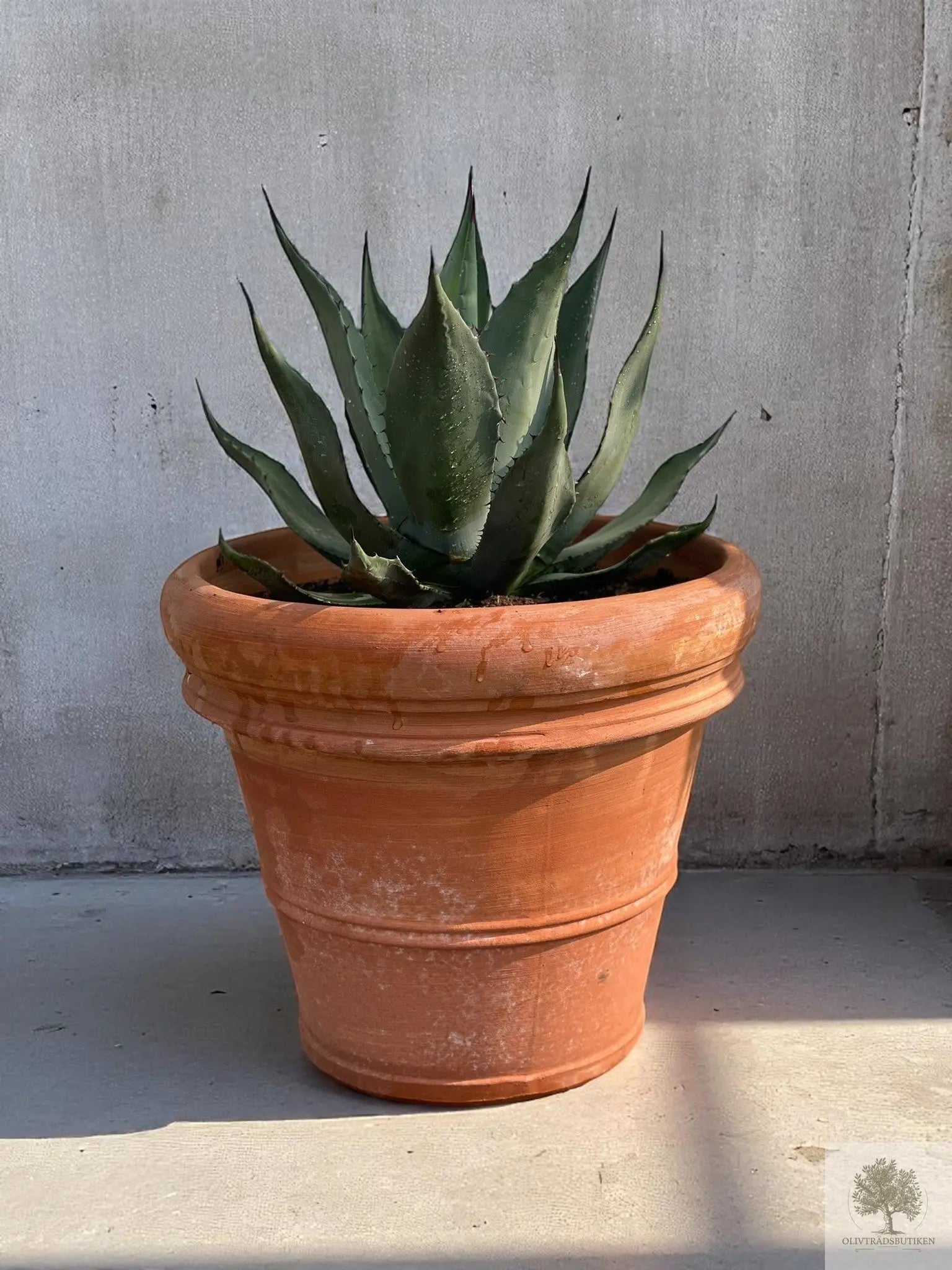 Terrakottakruka - Toscana - 40 cm diameter - 35 cm höjd Olivträdsbutiken