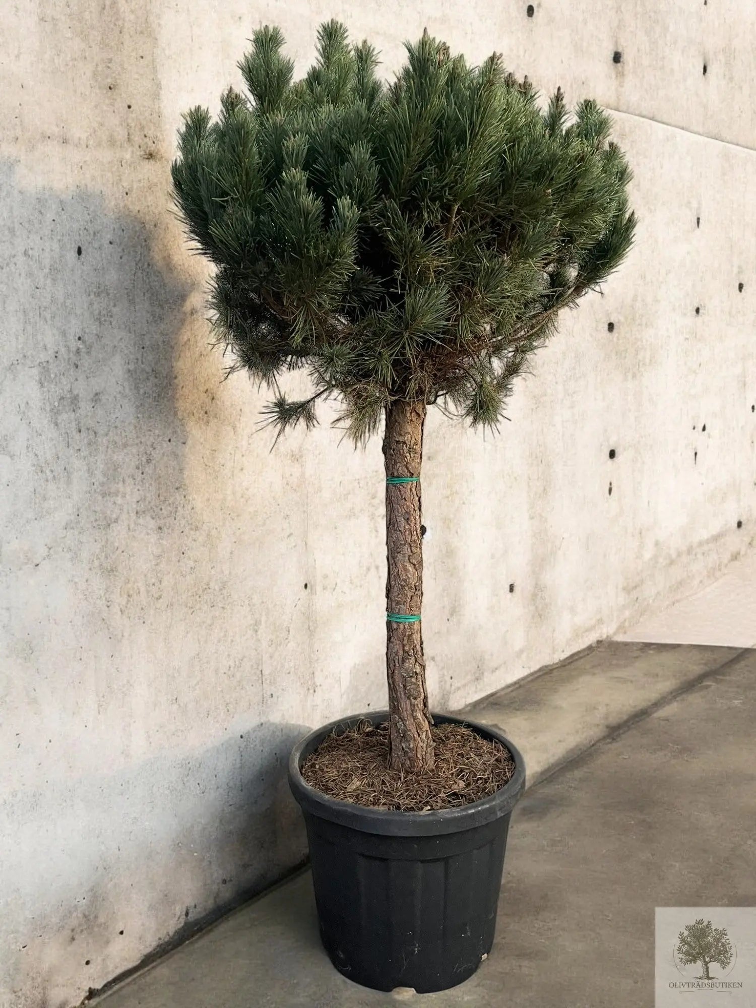 Dvärgtall tålig barrväxt - Pinus Silvestris Watereri - trädformat 160 cm Olivträdsbutiken