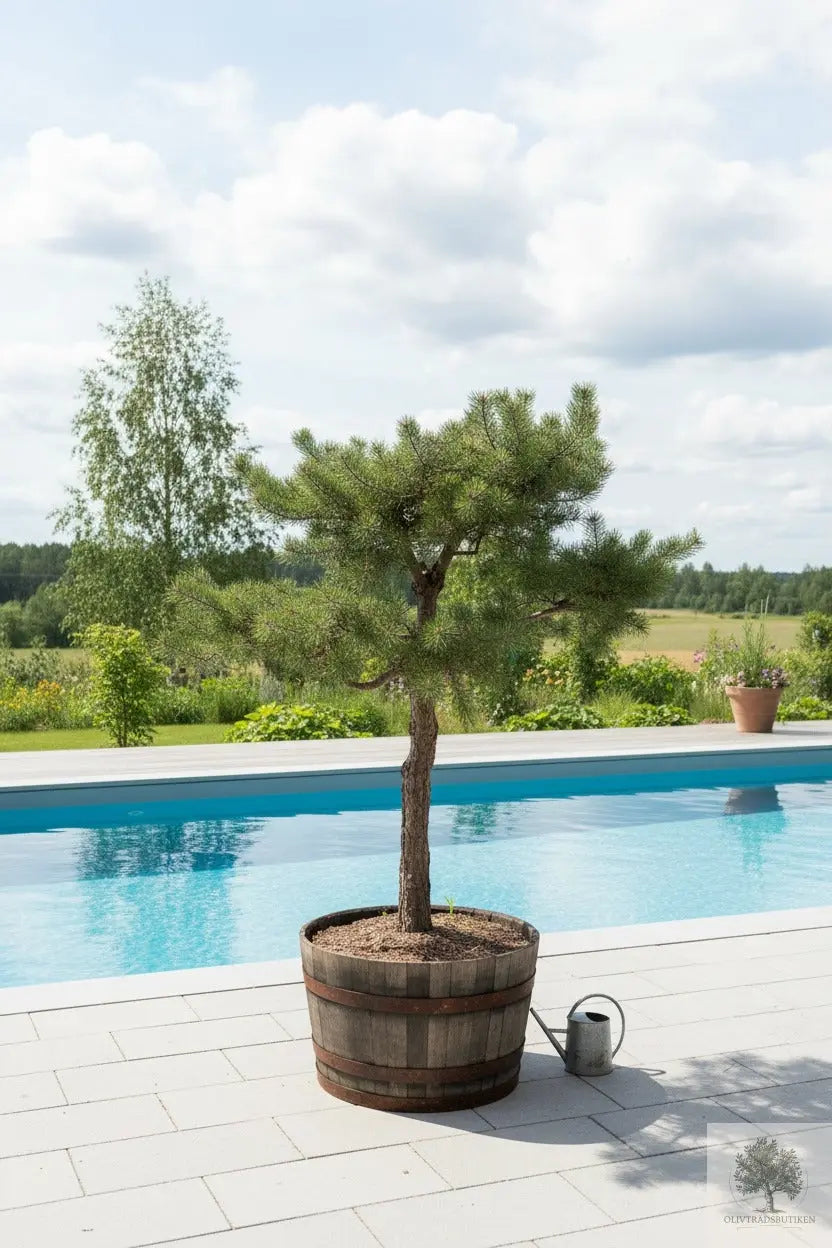 Barrträd i kruka - Pinus Silvestris Watereri - 1,8 m Olivträdsbutiken