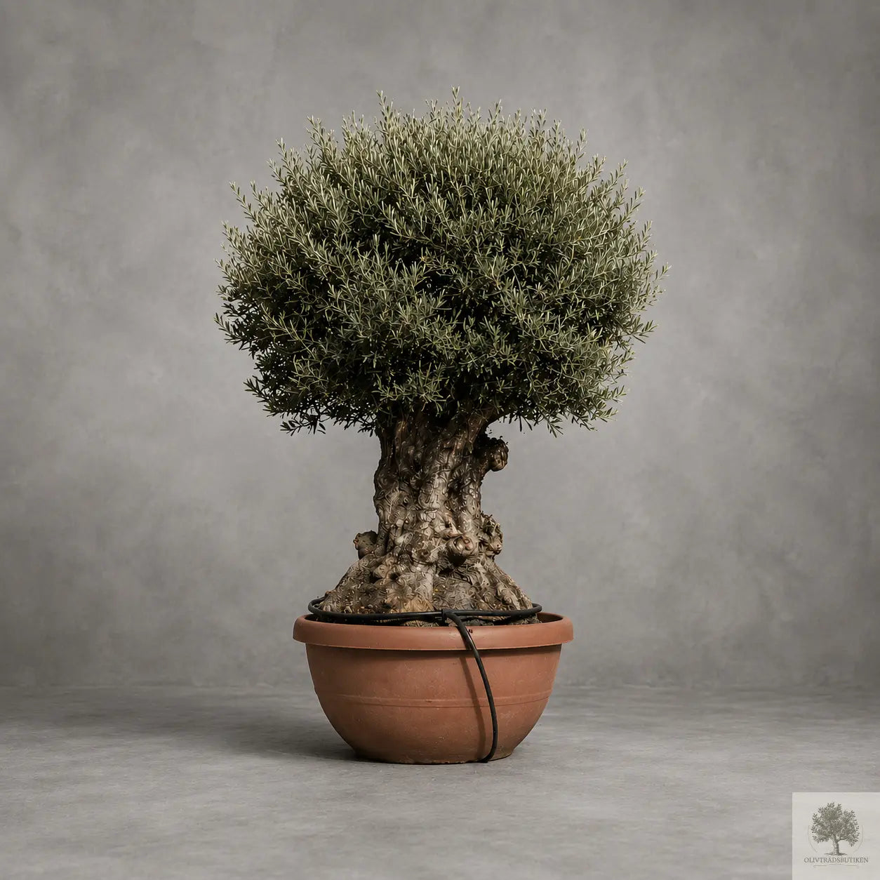Olivträd - Olea Europaea 80 år - Large