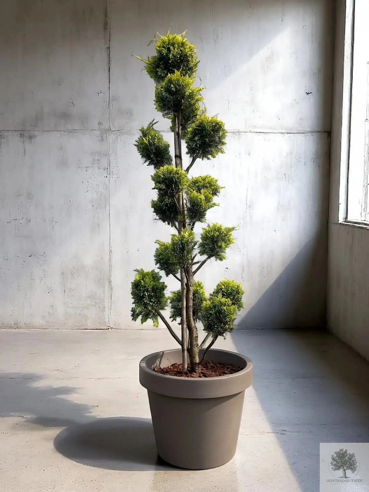 Molnklippt Cypress Leylandii 'Golden Raider' – Skulptural elegans med gyllene lyster Olivträdsbutiken