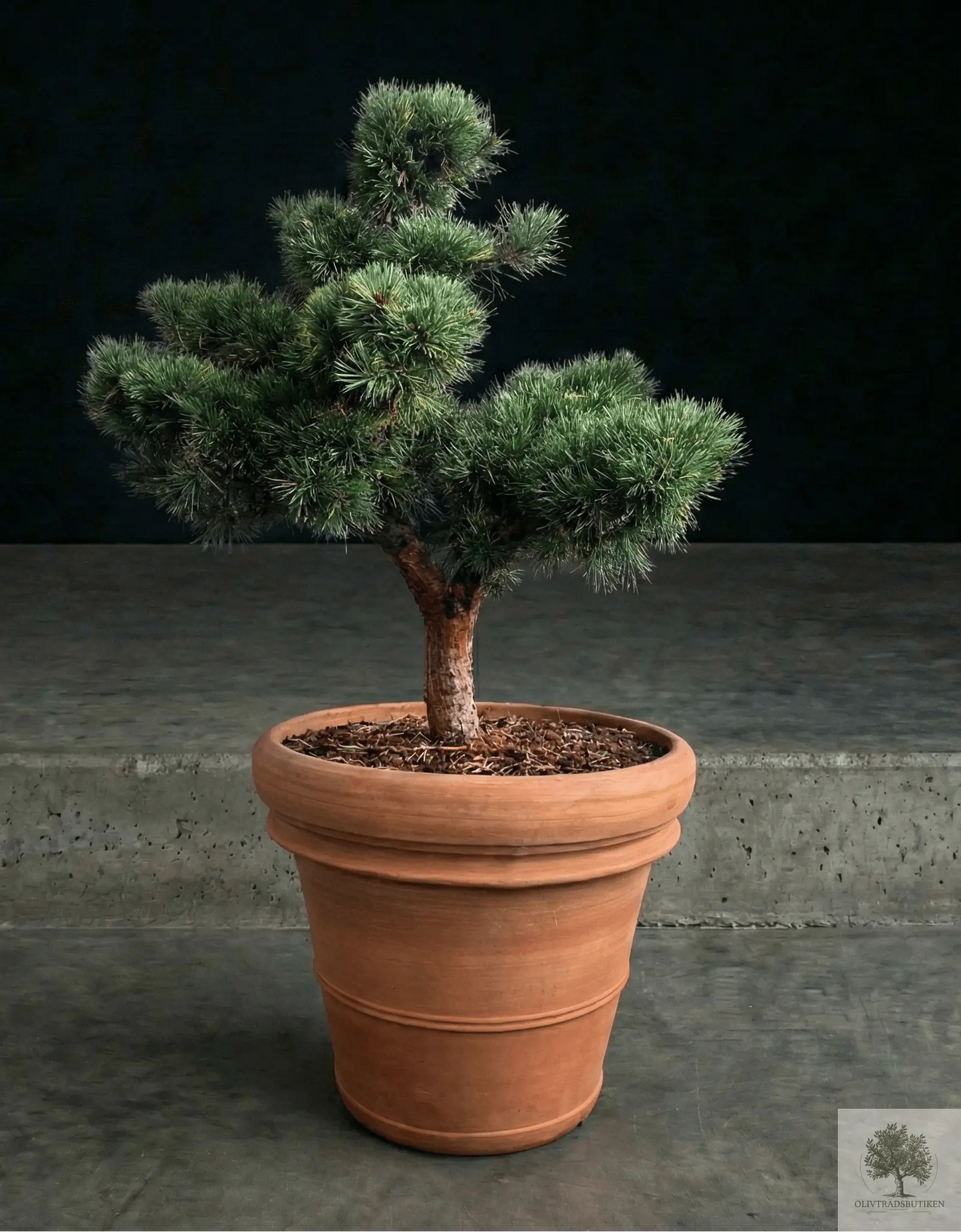 Kruka Terrakotta - Siena -  58 cm diameter - 50 cm höjd Olivträdsbutiken