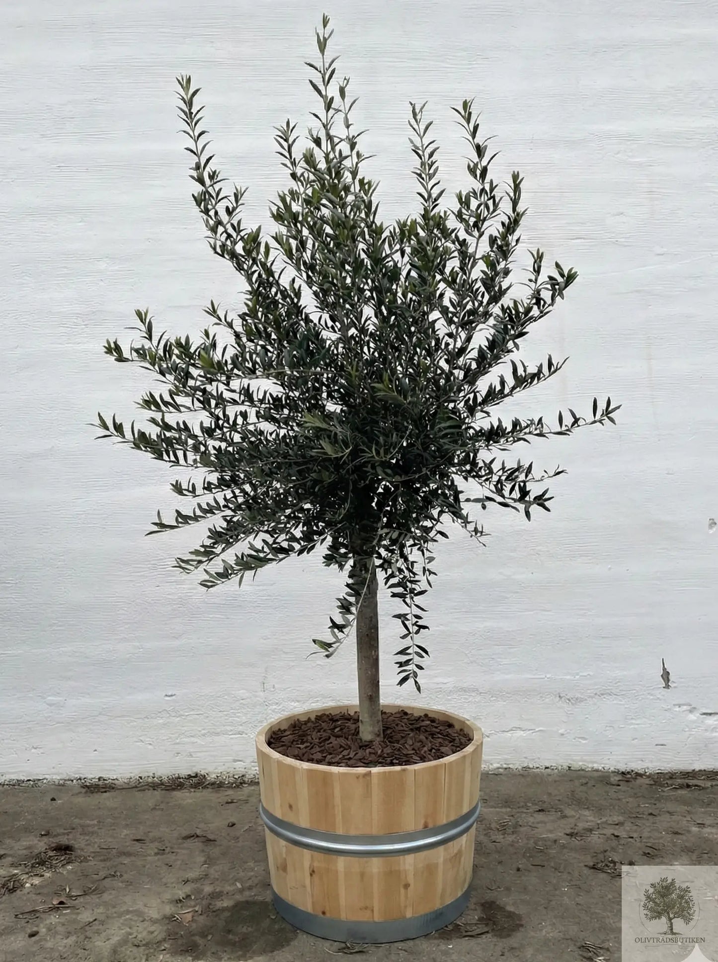 Olivträd 8 år - 200 cm höjd - 20 cm stam - 70 cm krona Olivträdsbutiken