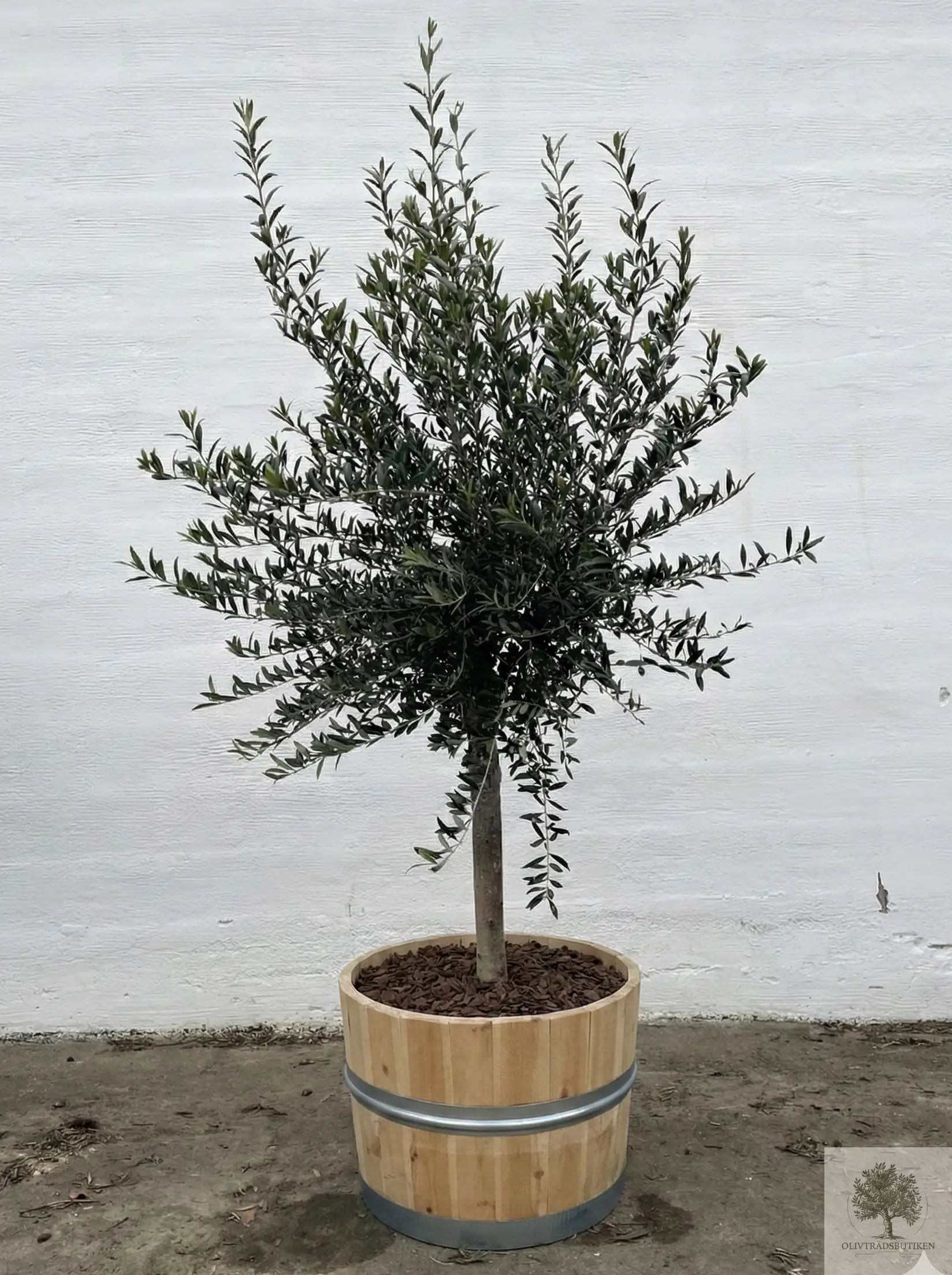 Olivträd 8 år - 200 cm höjd - 20 cm stam - 70 cm krona Olivträdsbutiken