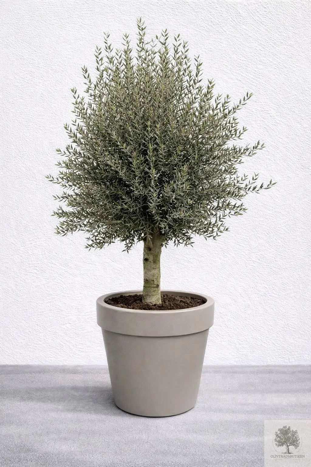 Olivträd 30 år - 230 cm höjd - 40 cm stam - 90 cm krona