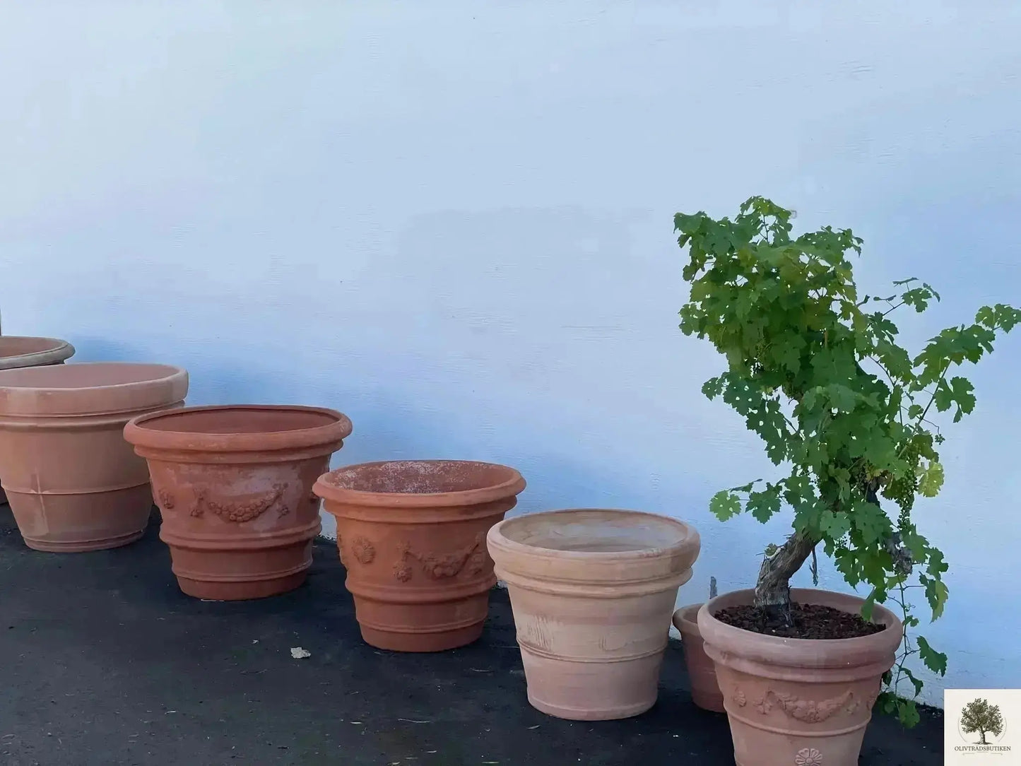 Kruka Terrakotta - Toscana -  50 cm diameter - 41 cm höjd Olivträdsbutiken
