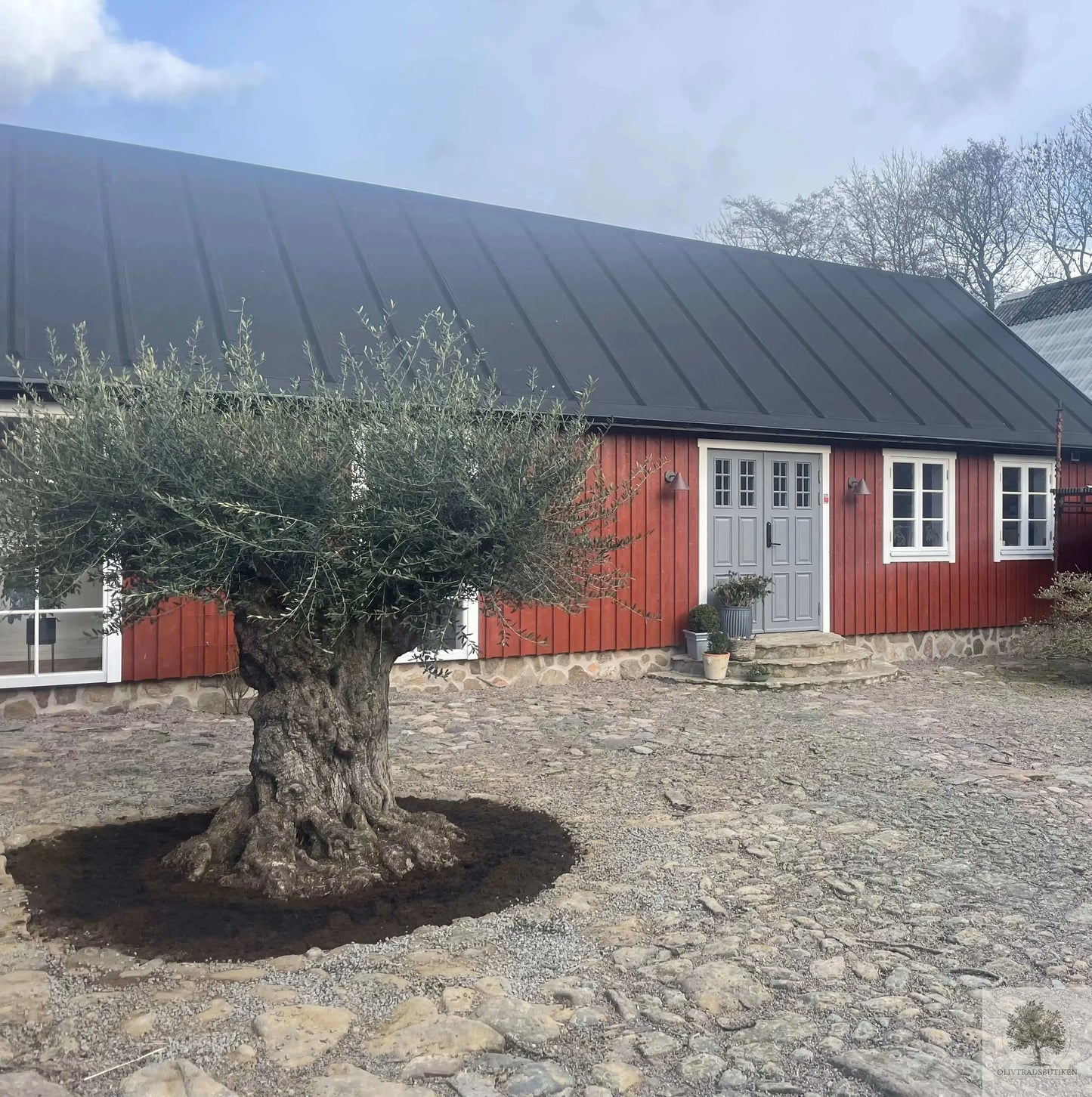 Olivträd 300+år - "Lechin" XXL Olivträdsbutiken