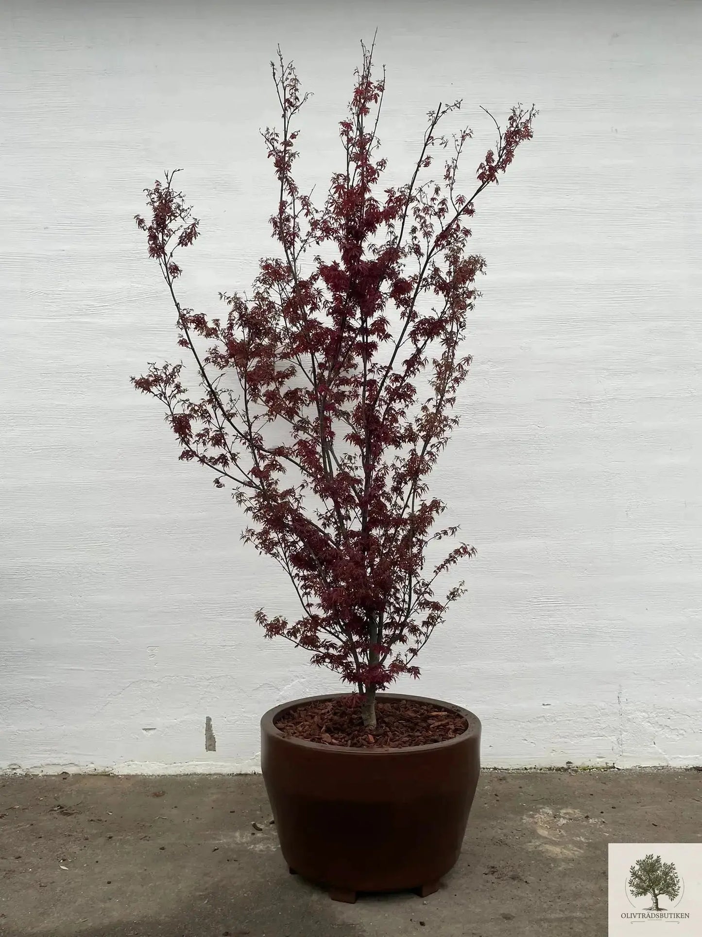 Japansk lönn rödbladig - Acer palmatum ‘Artropurpureum’ - 175 cm Olivträdsbutiken