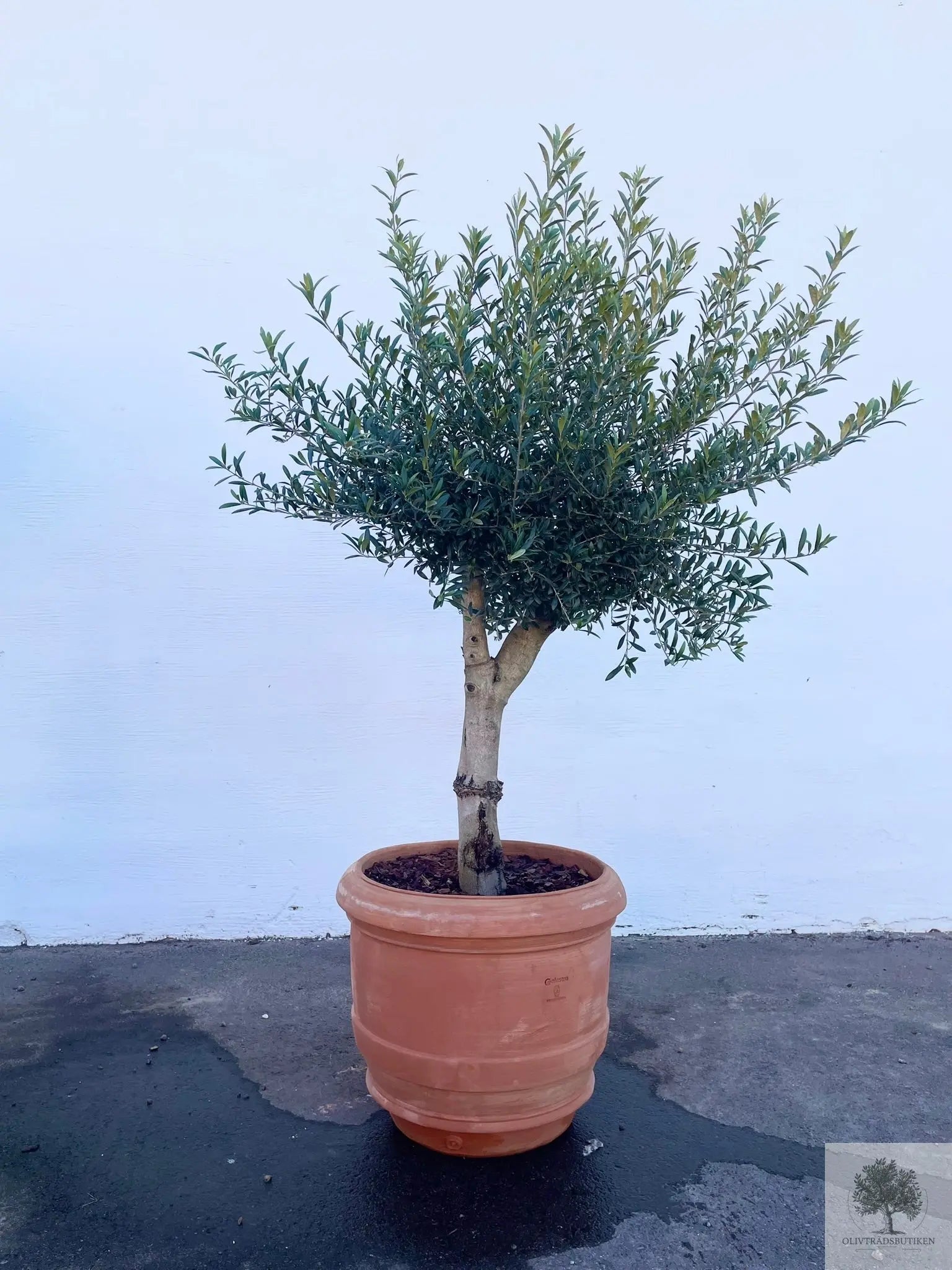 Olivträd 8 år - 200 cm höjd - 20 cm stam - 70 cm krona Olivträdsbutiken