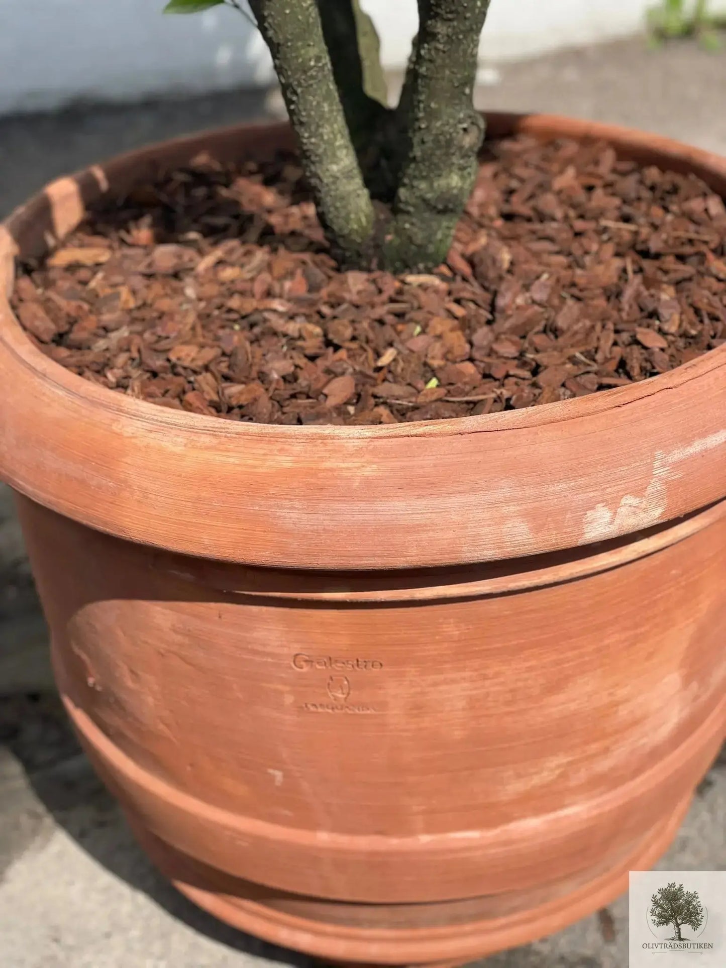 Osmanthus ilificolus - Flerstammig 140 cm