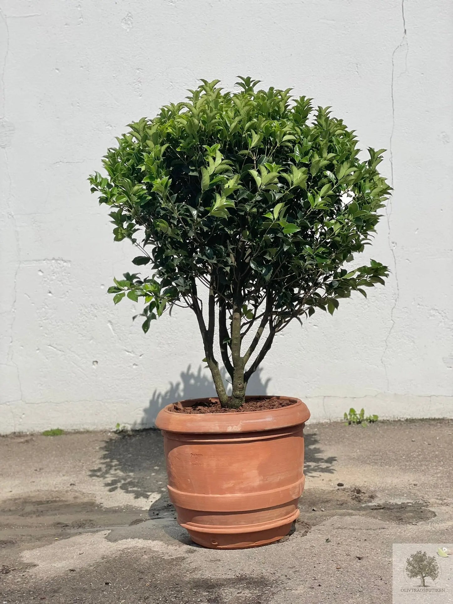 Terrakottakruka - Barile Liscio - 60 cm diameter - 51 cm höjd Olivträdsbutiken