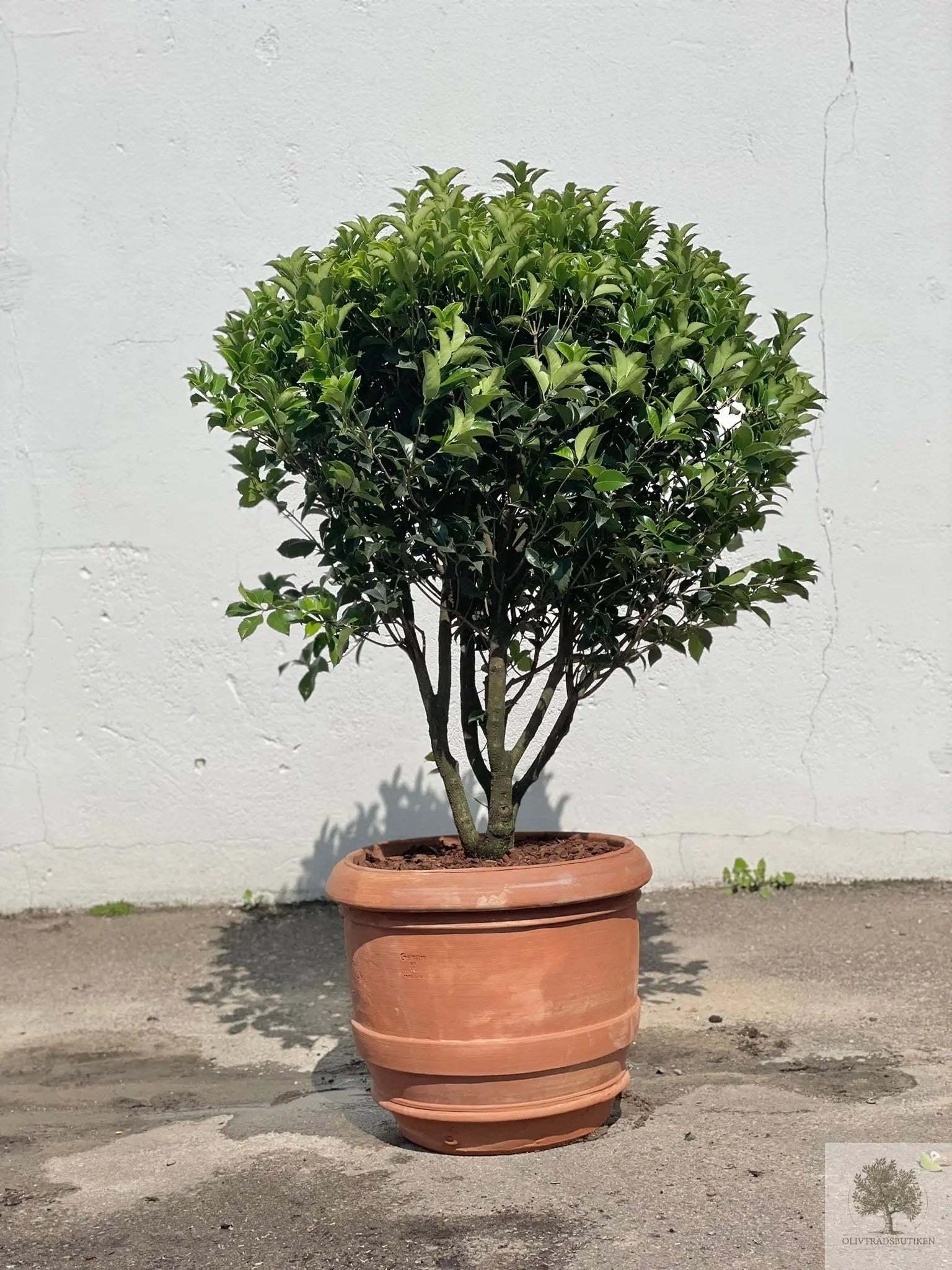 Terrakottakruka - Barile Liscio - 60 cm diameter - 51 cm höjd Olivträdsbutiken