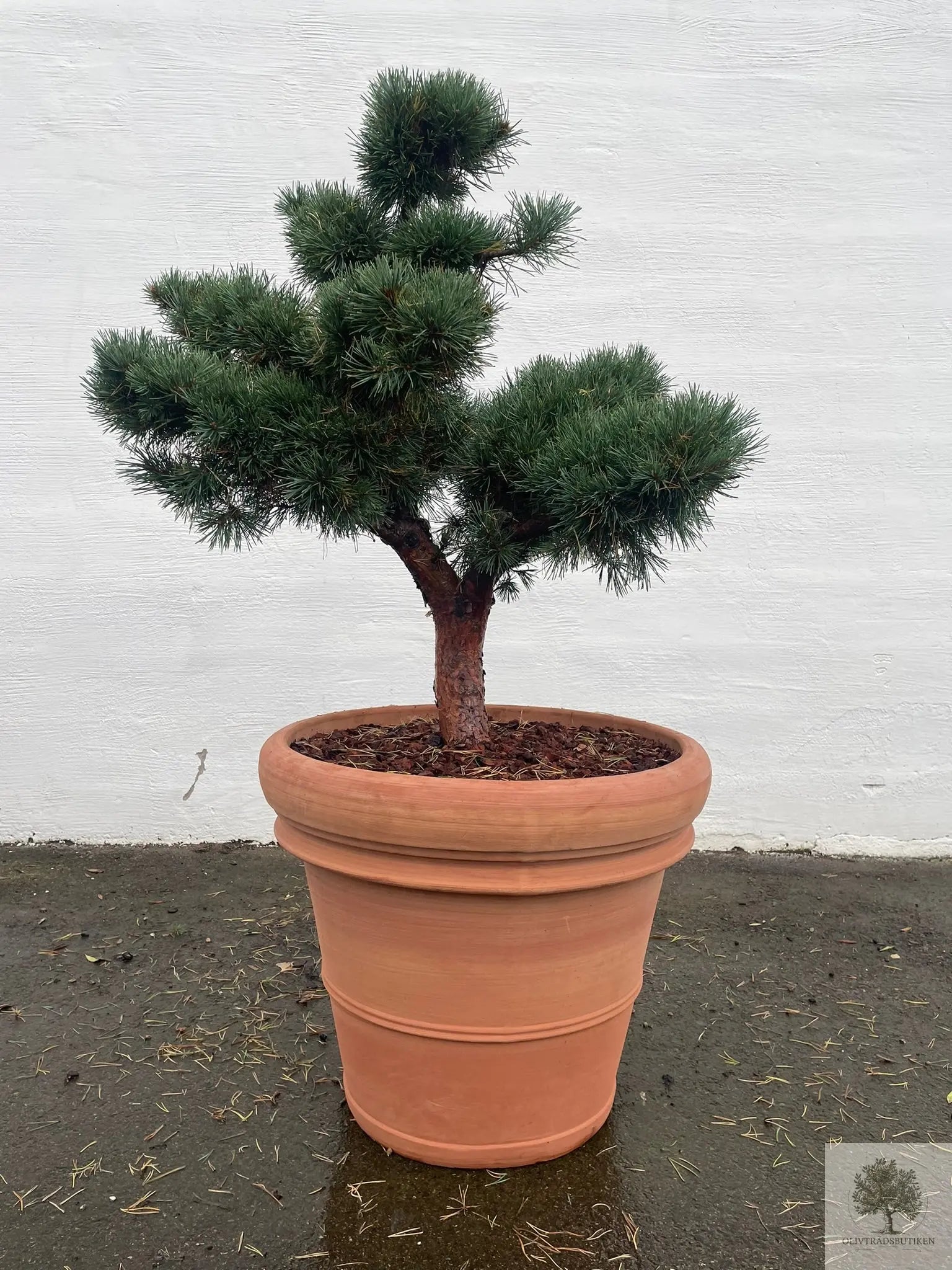 Pinus Silvestris Watereri - Bonsai molnklippt 150 cm Olivträdsbutiken