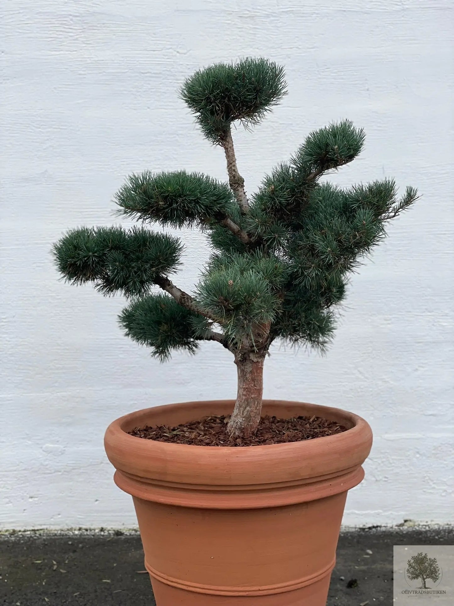 Pinus Silvestris Watereri - Bonsai molnklippt 150 cm Olivträdsbutiken