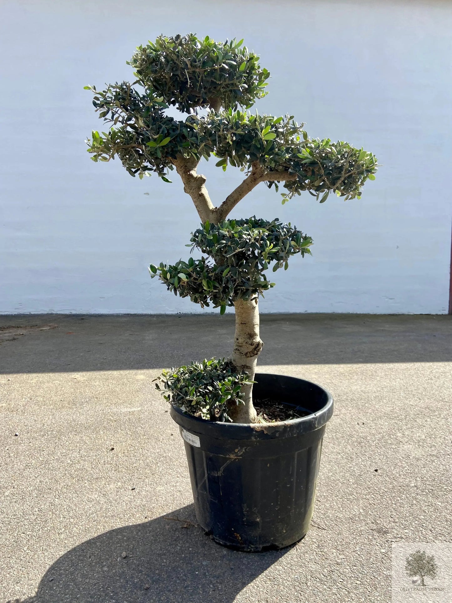 Olivträd pon pon 30 år - 180 cm höjd - 3-5 klippta moln Olivträdsbutiken