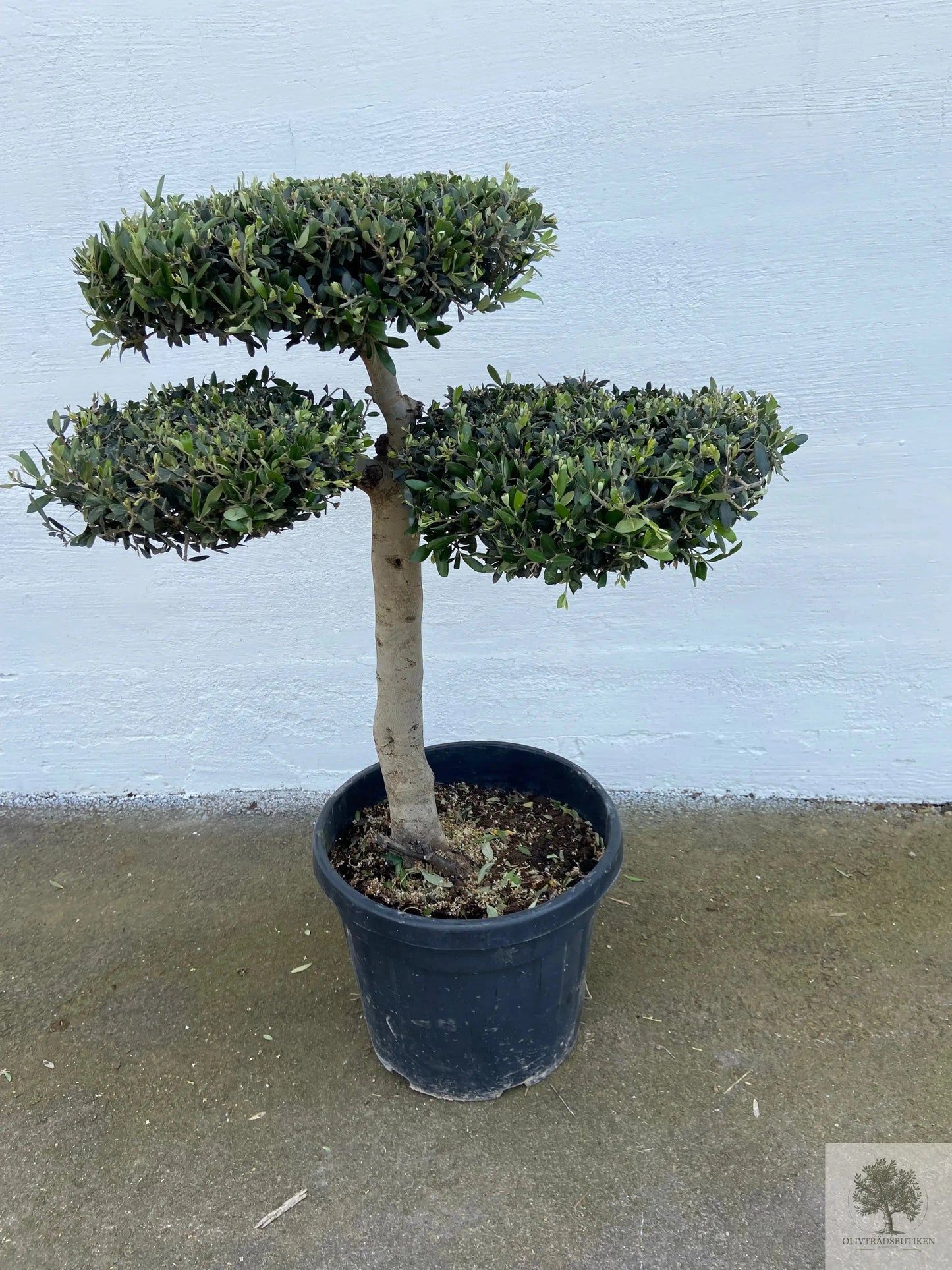 Olivträd pon pon 30 år - 180 cm höjd - 3-5 klippta moln Olivträdsbutiken