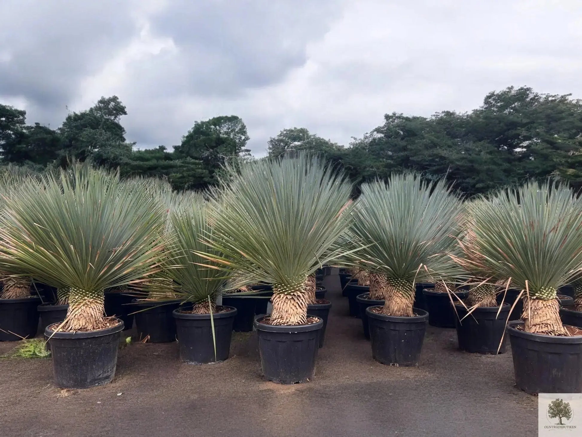 Yucca Rostrata - Palmlilja - 150cm hög Olivträdsbutiken