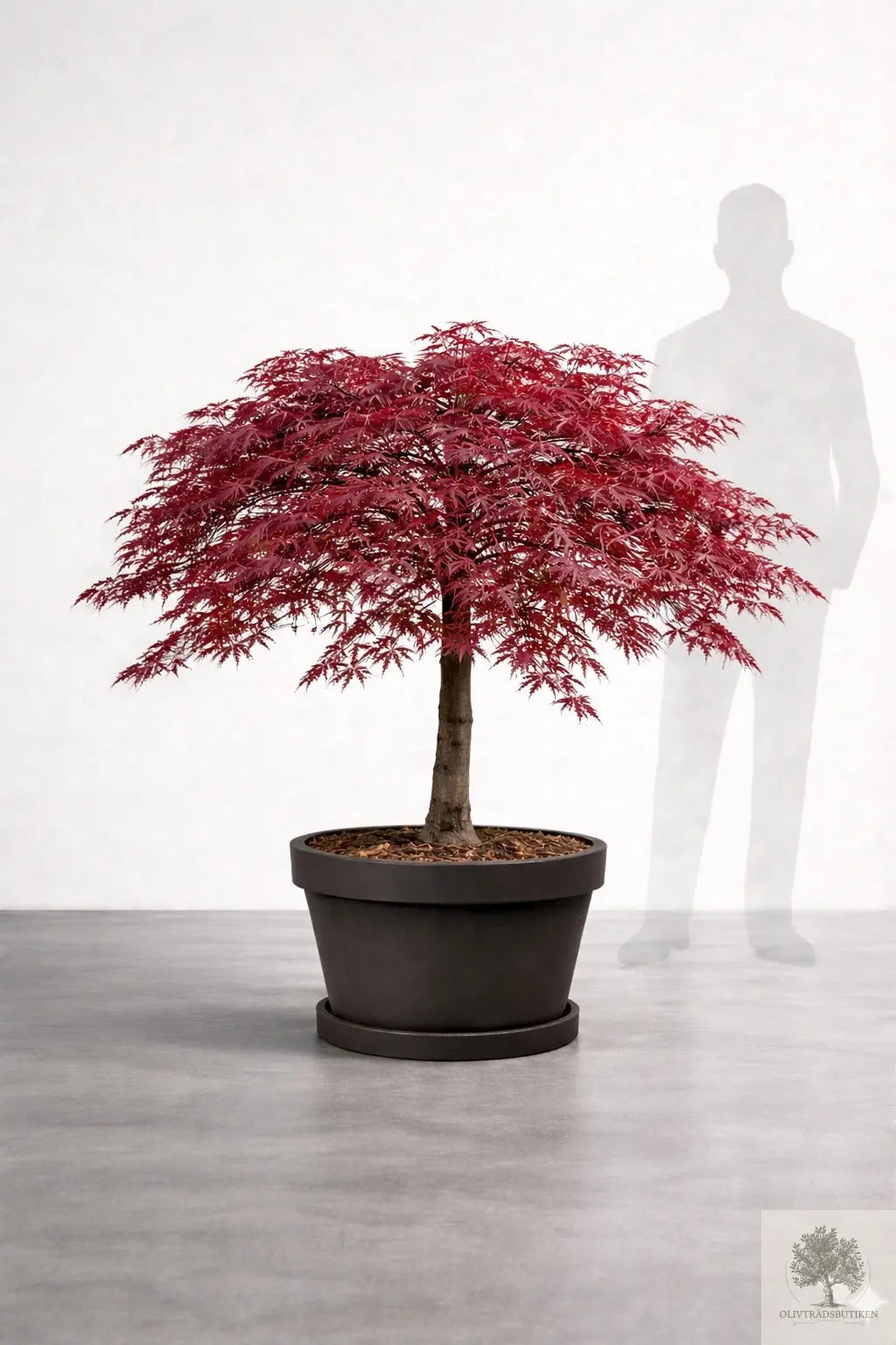 Japansk lönn rödbladig - Inaba Shidare - Acer Dissectum Olivträdsbutiken