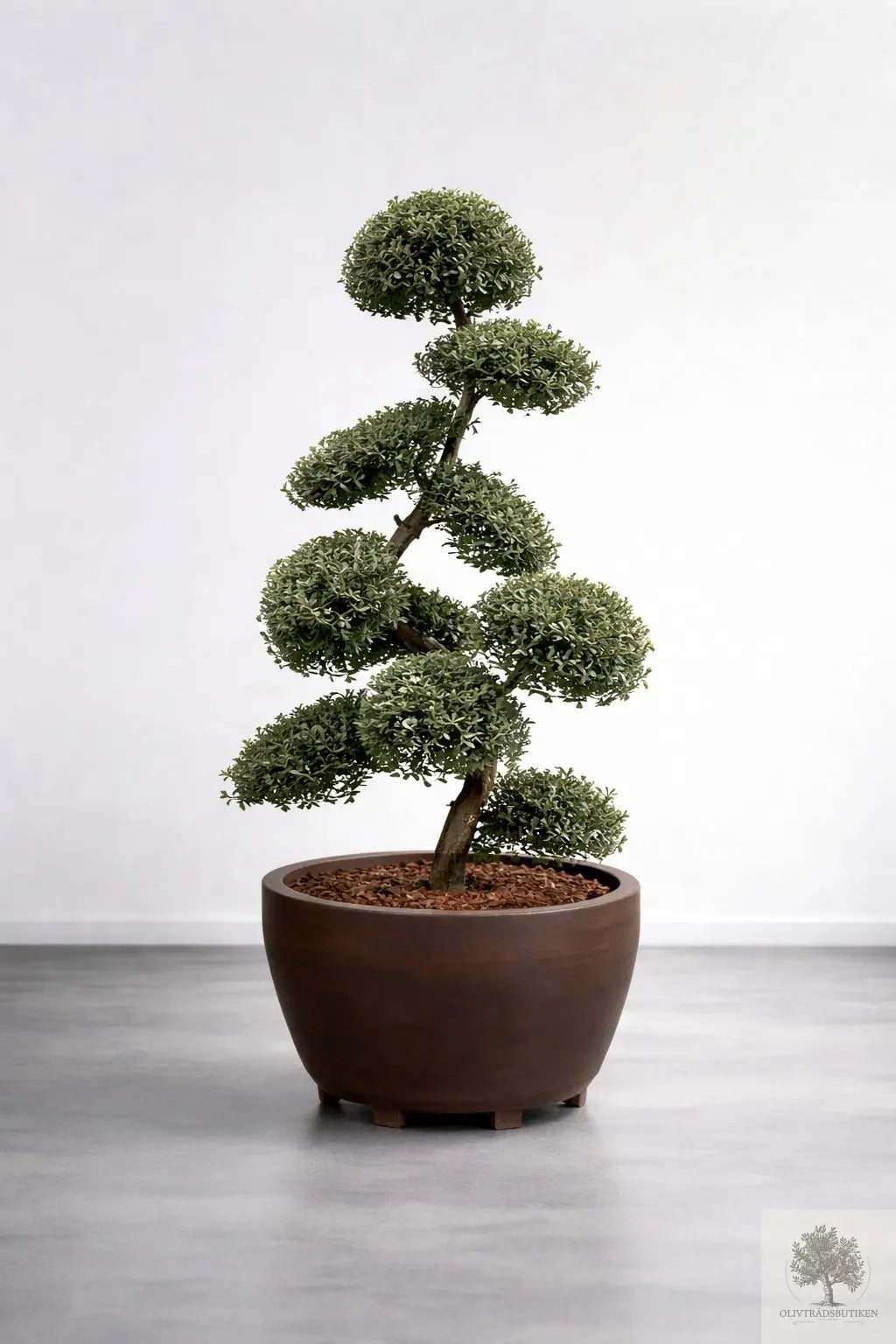 Japansk järnek – Ilex crenata -Kinme – formklippt 180 cm