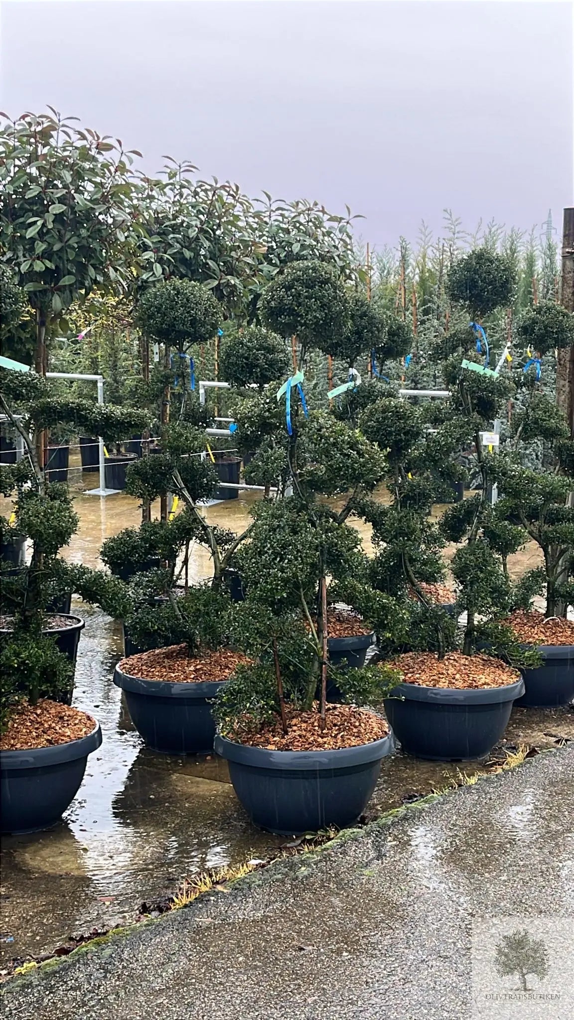 Japansk järnek – Ilex crenata -Kinme – formklippt 180 cm