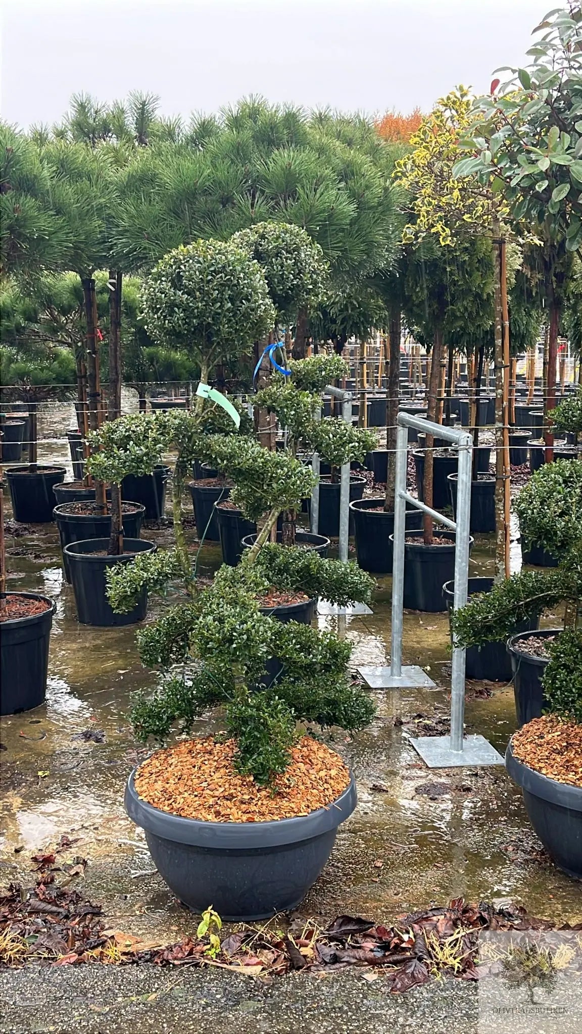 Japansk järnek – Ilex crenata -Kinme – formklippt 180 cm