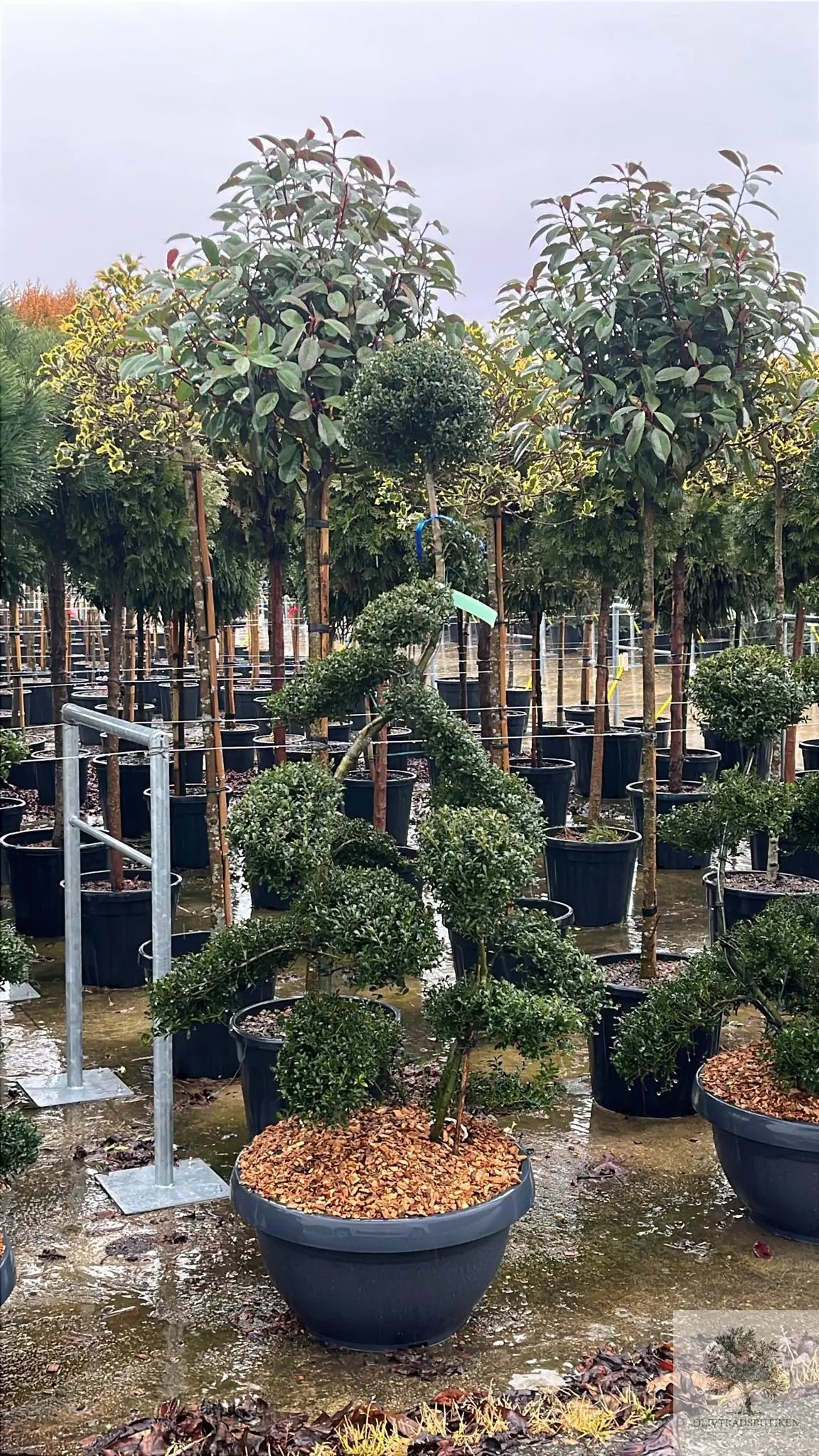 Japansk järnek – Ilex crenata -Kinme – formklippt 180 cm