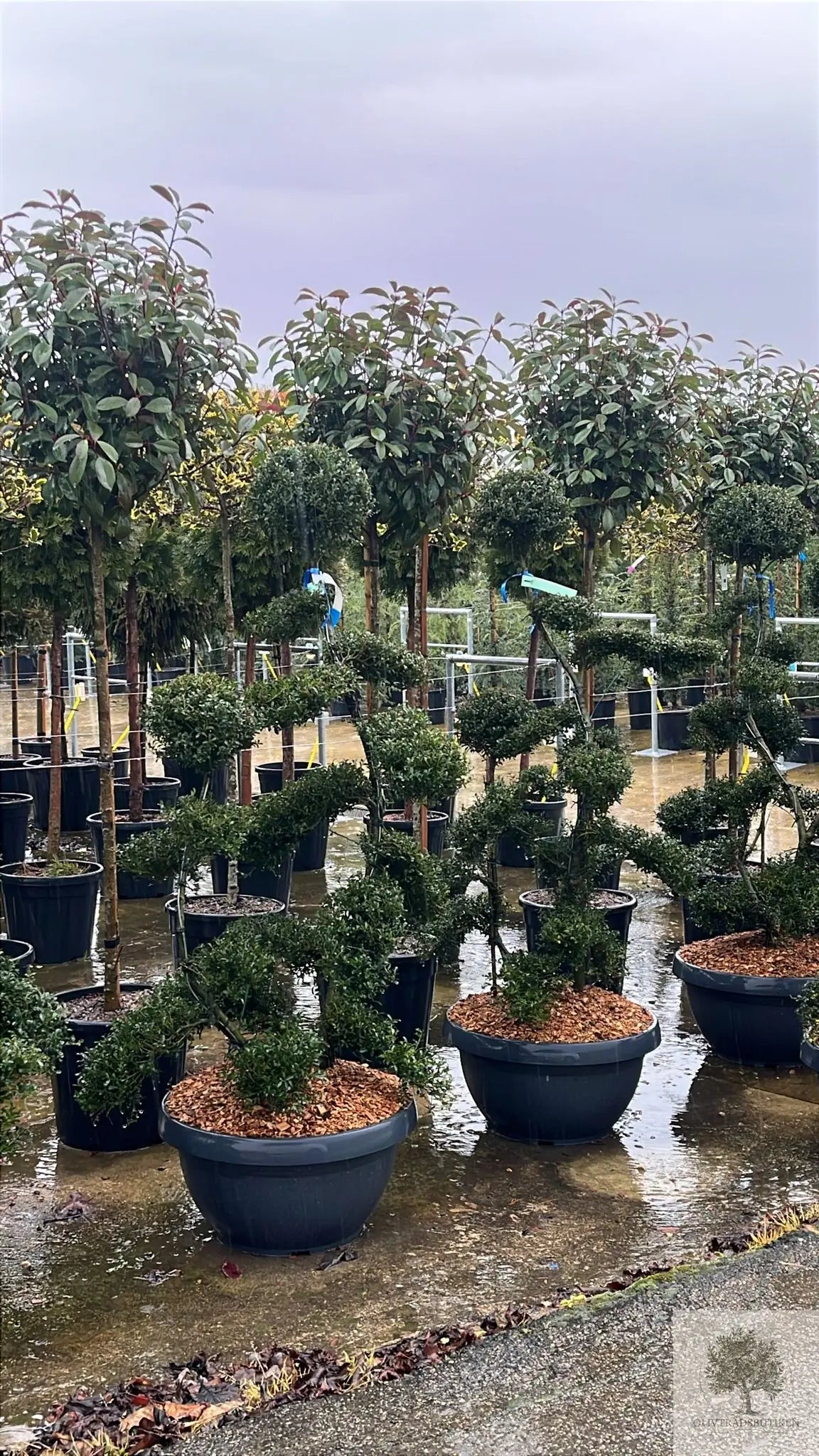 Japansk järnek – Ilex crenata -Kinme – formklippt 180 cm