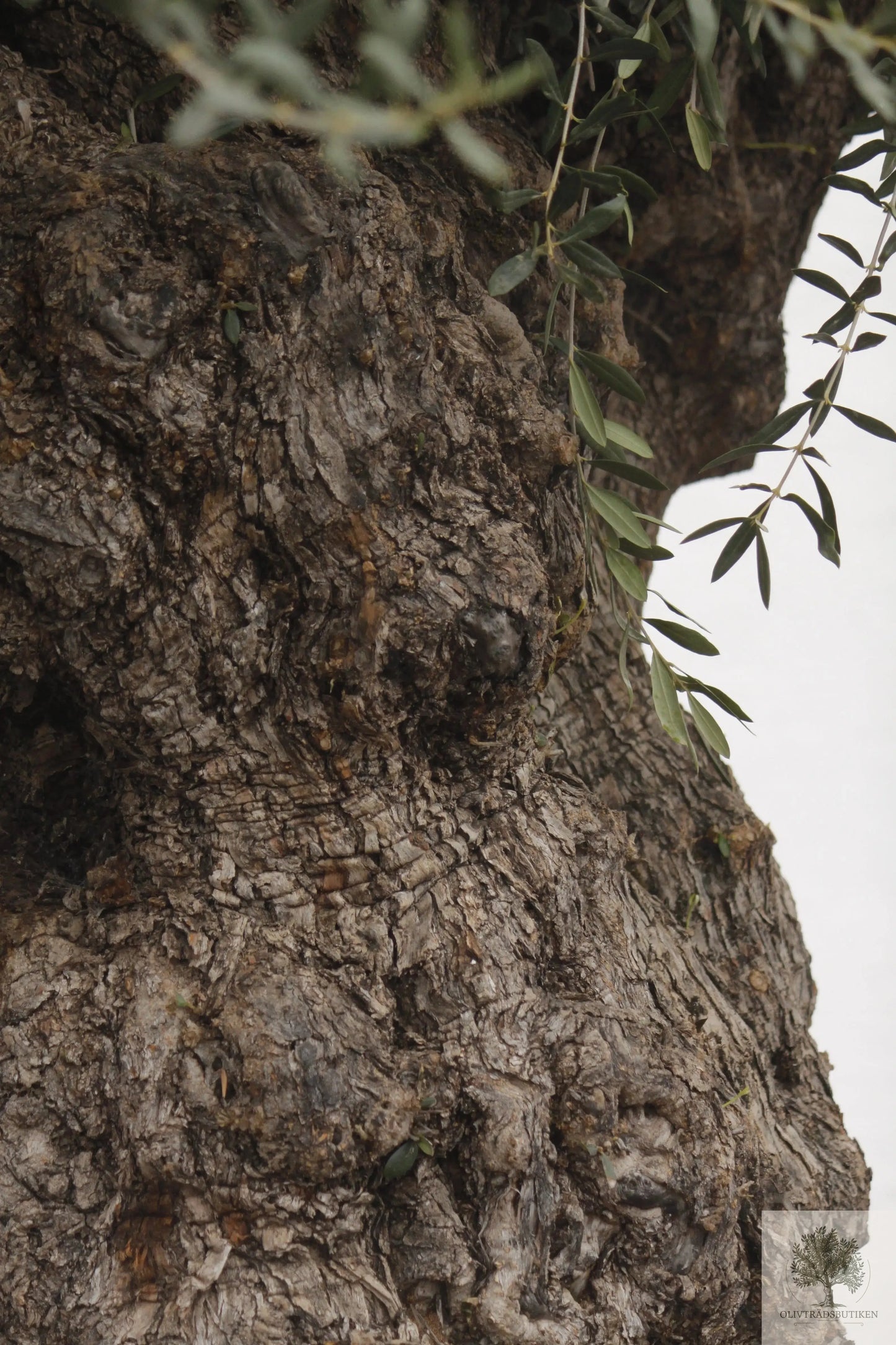 Olivträd 200 år - 300 cm höjd - 160 cm stam - 150 cm krona - Bonsai Large Olivträdsbutiken