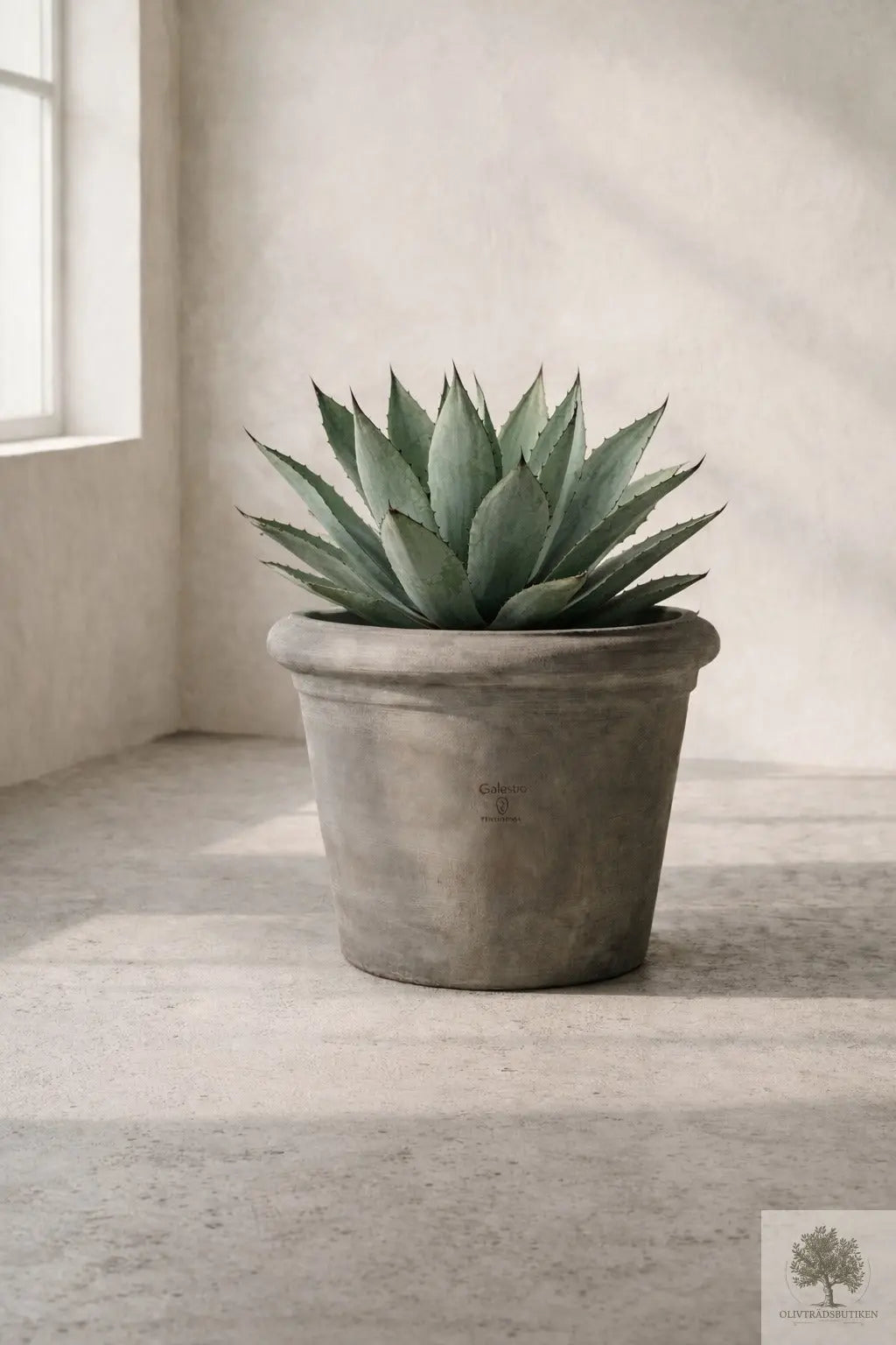 Kruka Terrakotta Grå - Milano -  60 cm diameter - 53 cm höjd Olivträdsbutiken