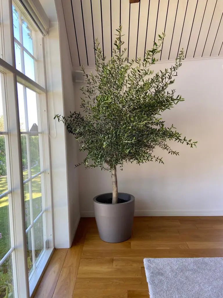 Kruka Acquario Round, ⌀ 58 cm Olivträdsbutiken