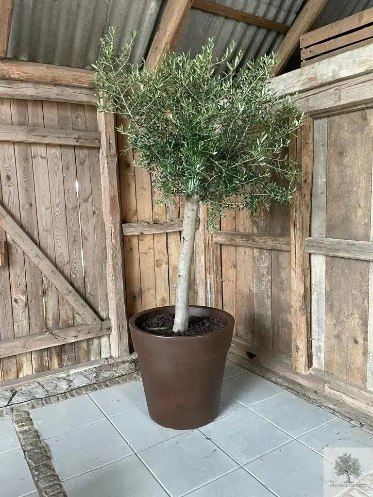 Stor Kruka Lira Elite - diameter 70 cm Olivträdsbutiken