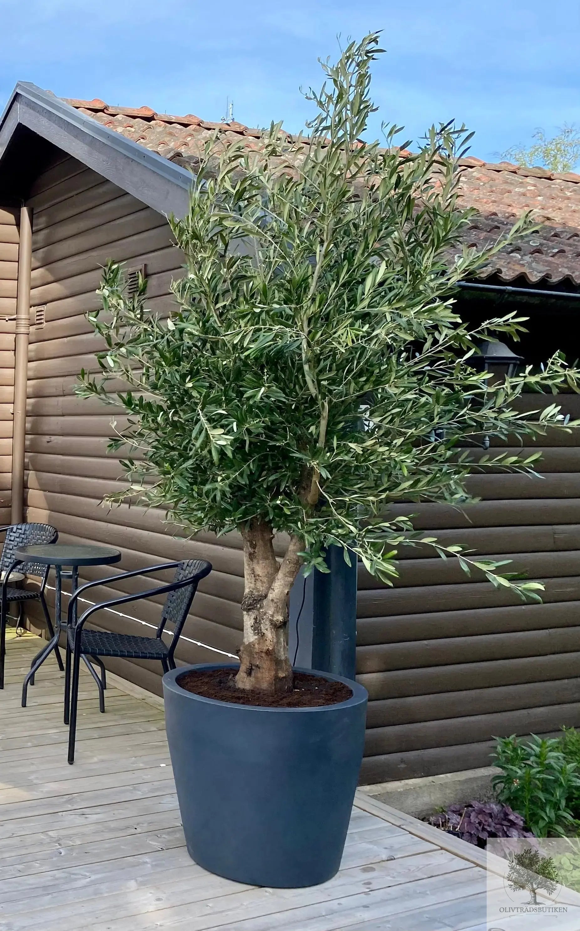 Olivträd 20 år - 180 cm höjd - 35 cm stam - 60 cm krona Olivträdsbutiken