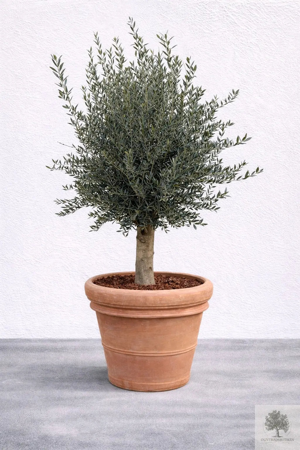 Olivträd 30 år - 230 cm höjd - 40 cm stam - 90 cm krona