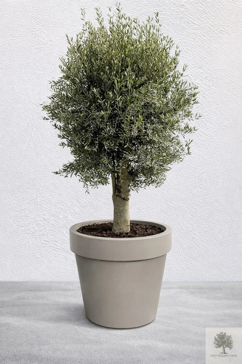 Olivträd 35 år - 230 cm höjd - 50 cm stam - 110 cm krona