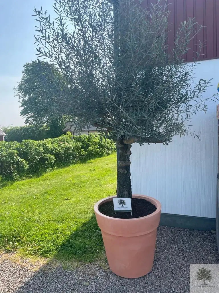 Stor Kruka Lira Elite - diameter 70 cm Olivträdsbutiken