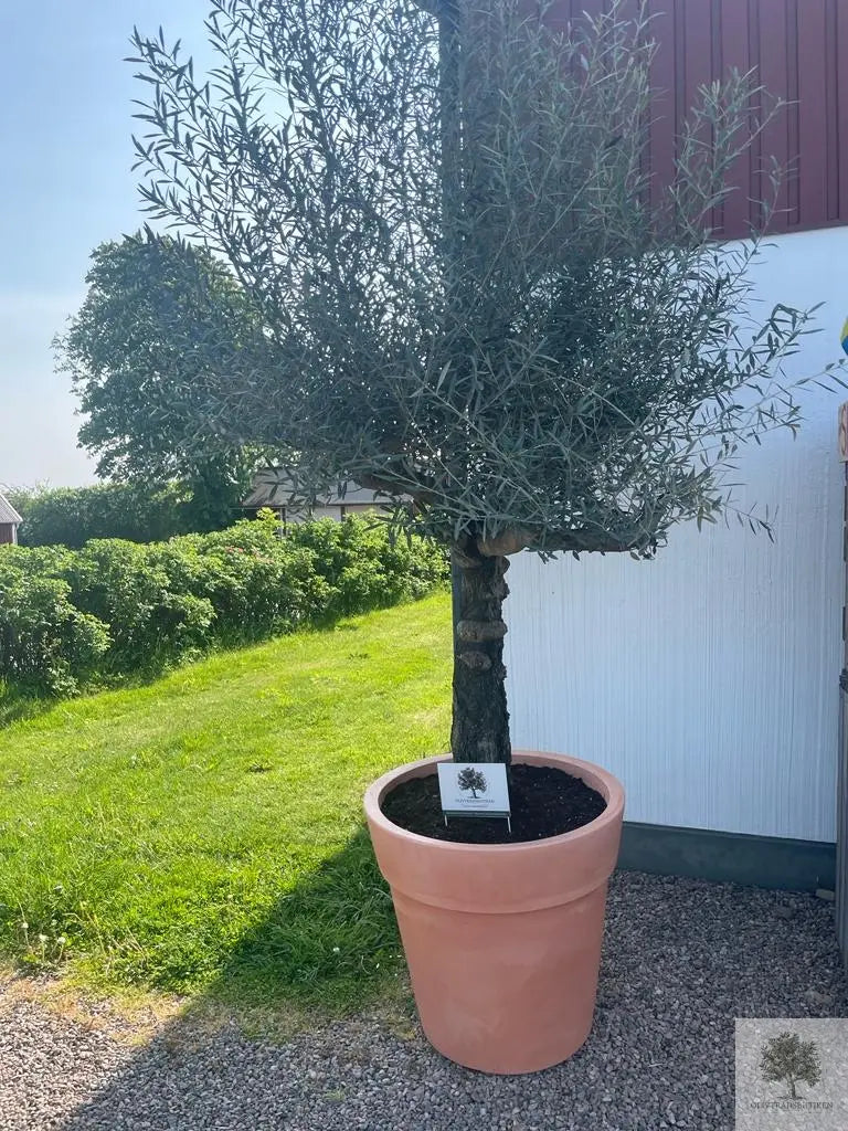 Plantering av träd i kruka Medium Olivträdsbutiken