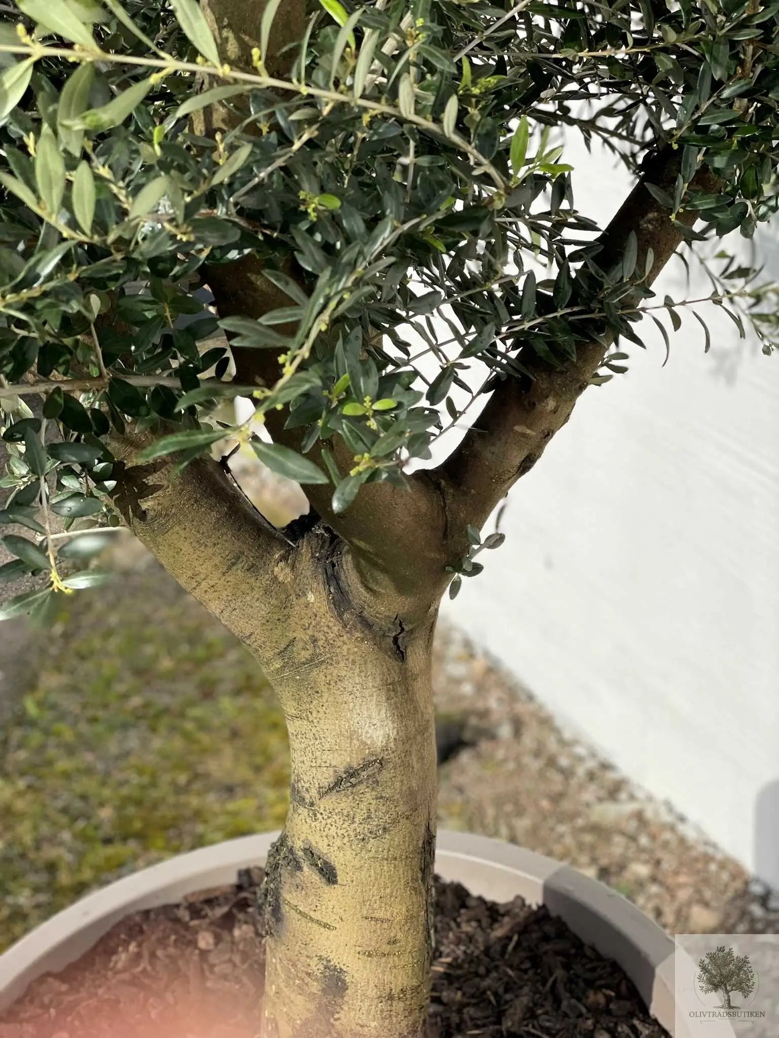 Olivträd Olea Europaea 40 år - Medium Olivträdsbutiken