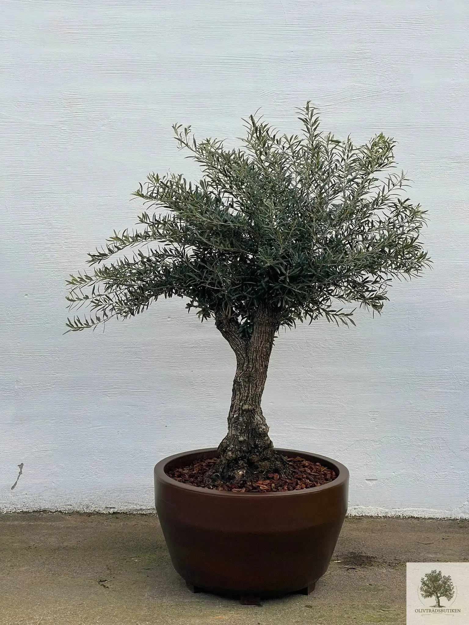 Stor Kruka Jumbo 90 - diameter 90 cm Olivträdsbutiken