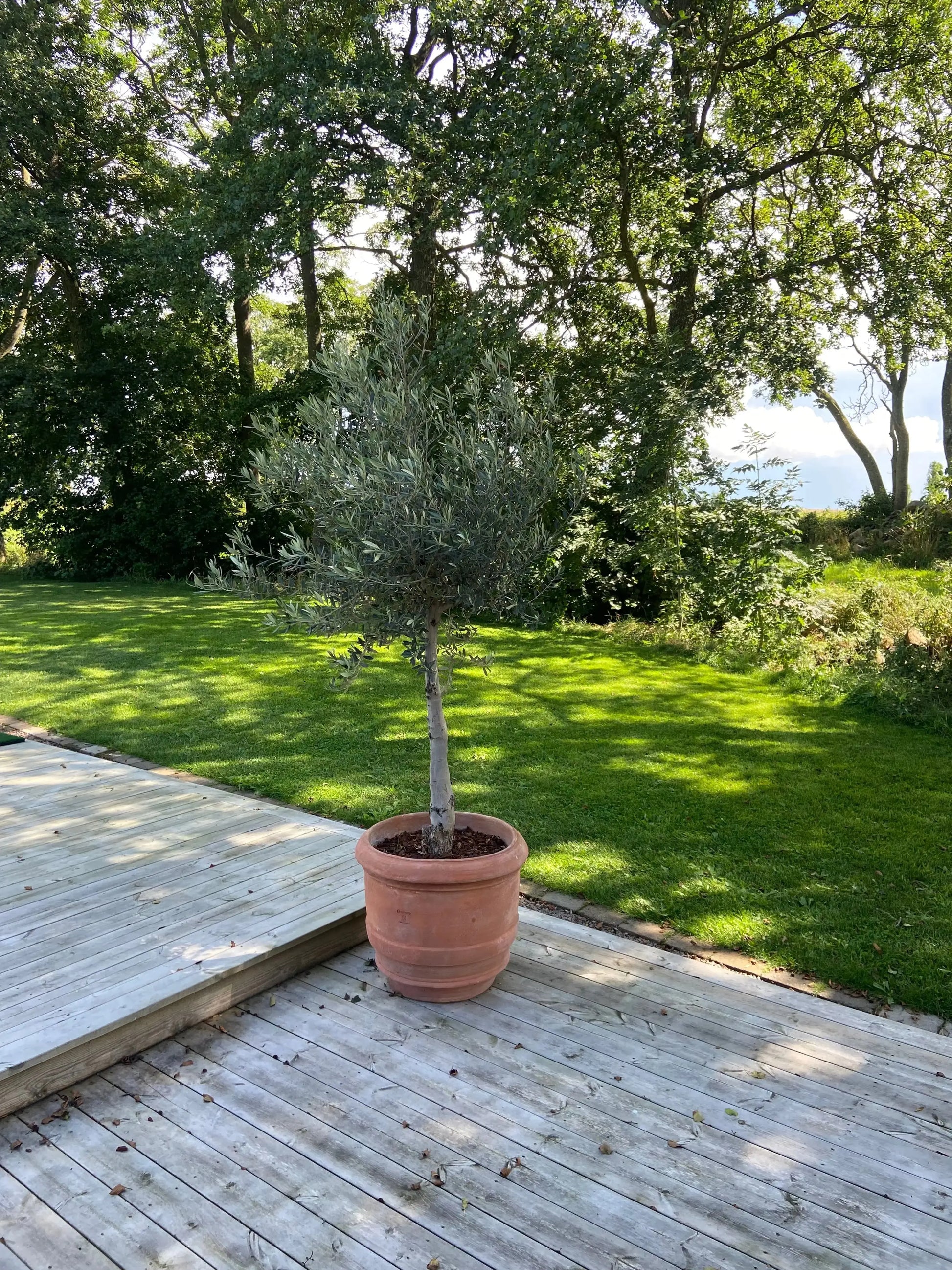 Olivträd 10 år - 170 cm höjd - 25 cm stam - 70 cm krona Olivträdsbutiken