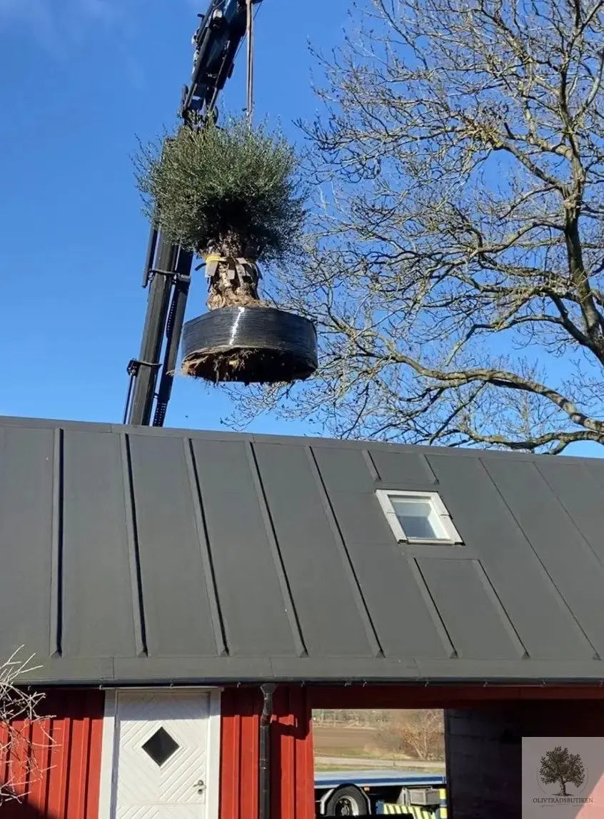 Olivträd 300+år - "Lechin" XXL Olivträdsbutiken